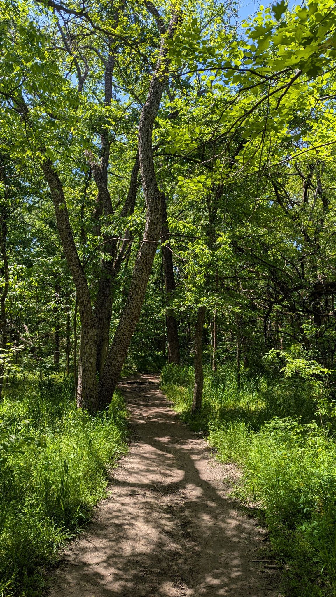 A shaded dirt path leads through a dense forest with bright green foliage. - Oak Point and Bob Woodruff Parks Loop