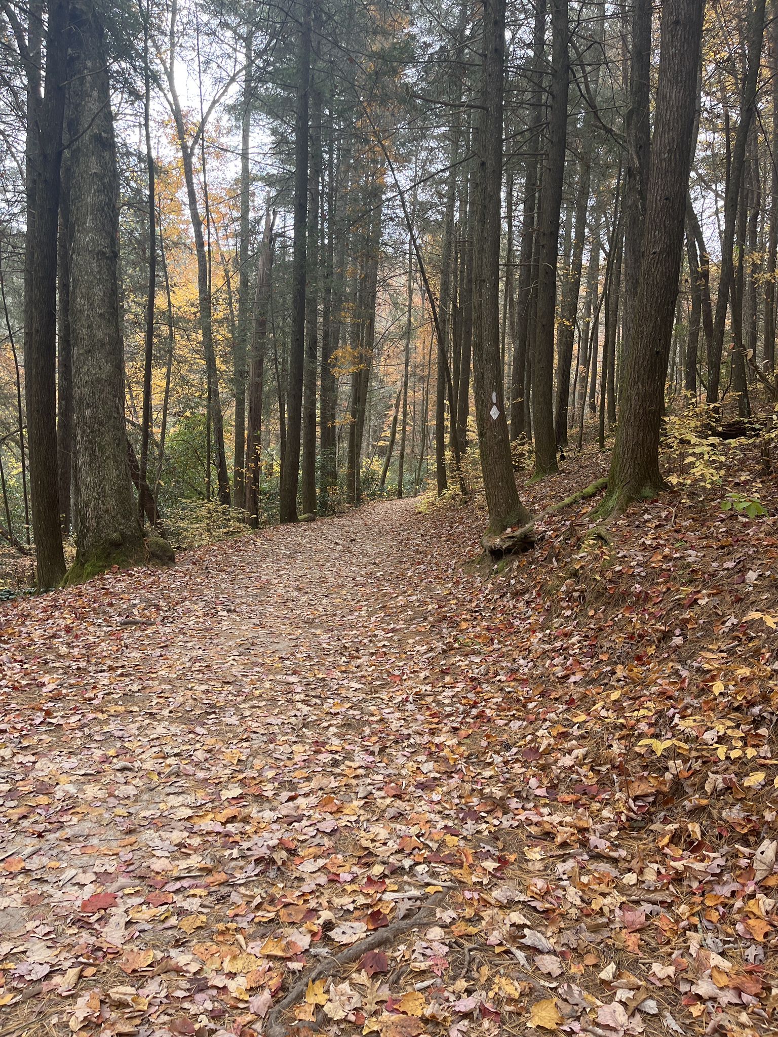 A winding forest path covered in colorful autumn leaves under tall trees. - Long Creek Falls Trail