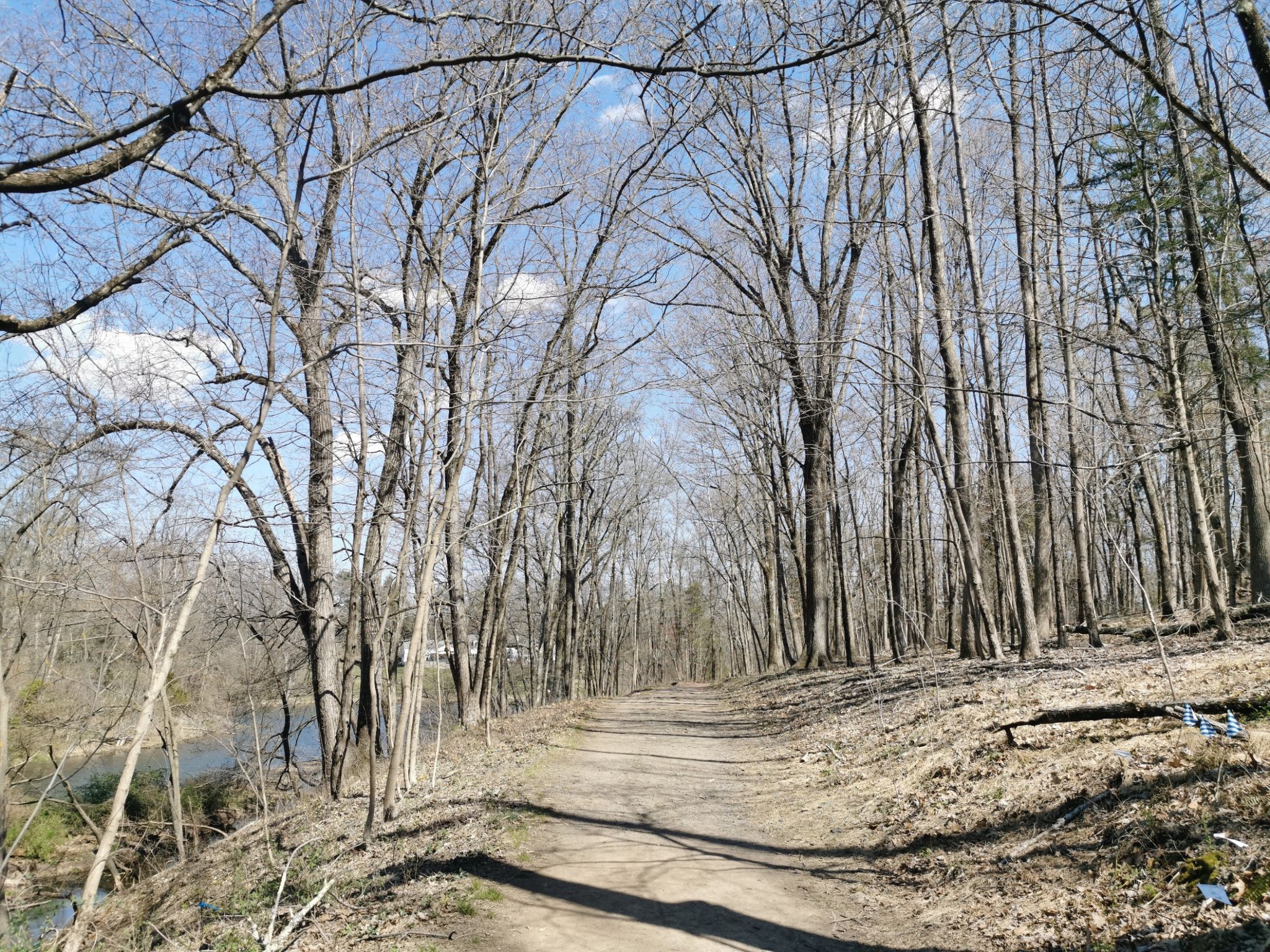 A dirt path winds through a forest of tall, bare trees on a sunny day. - Lakeside trail loop from Princeton