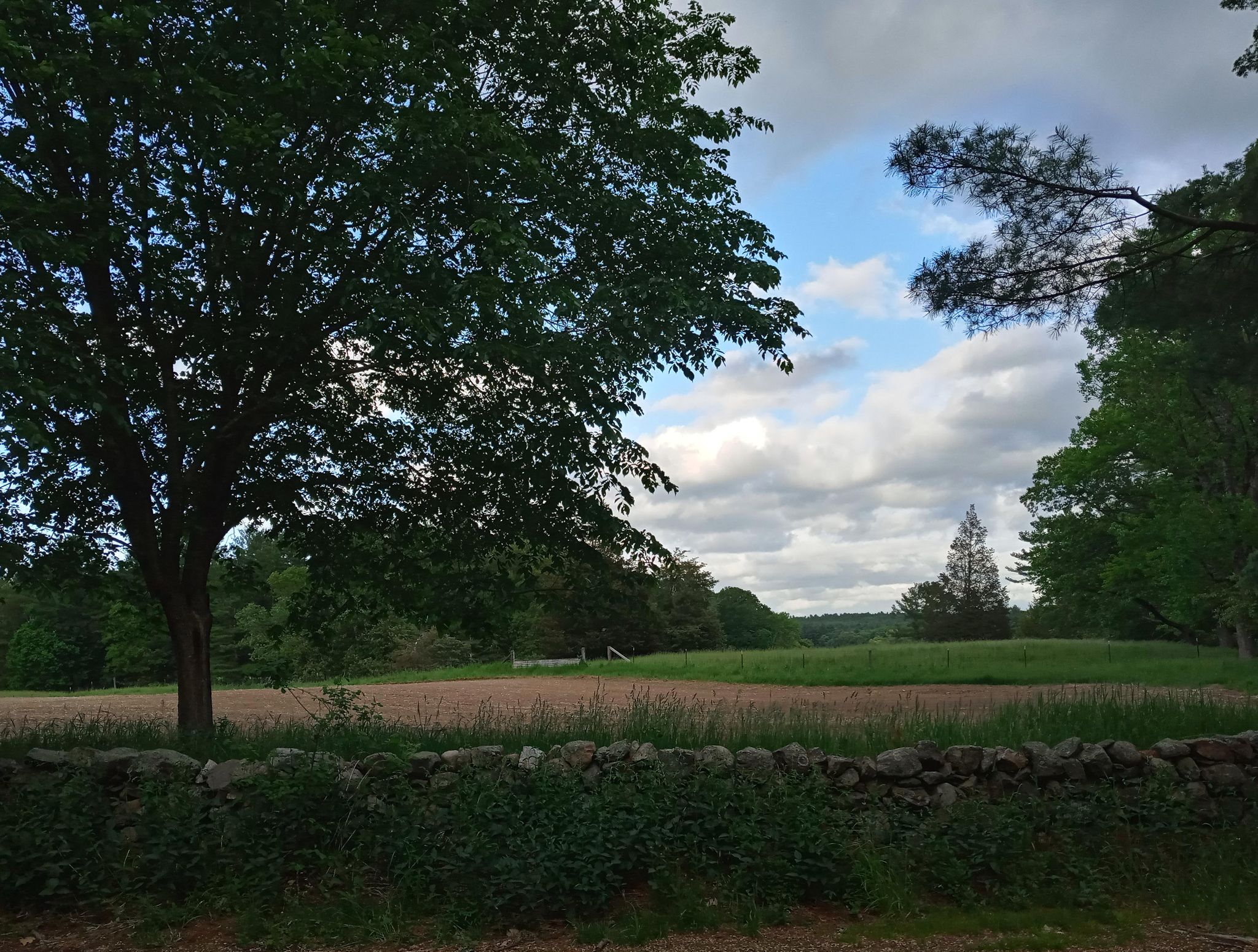 Large tree and stone wall beside a field under a cloudy sky. - Sudbury River loop from Southborough