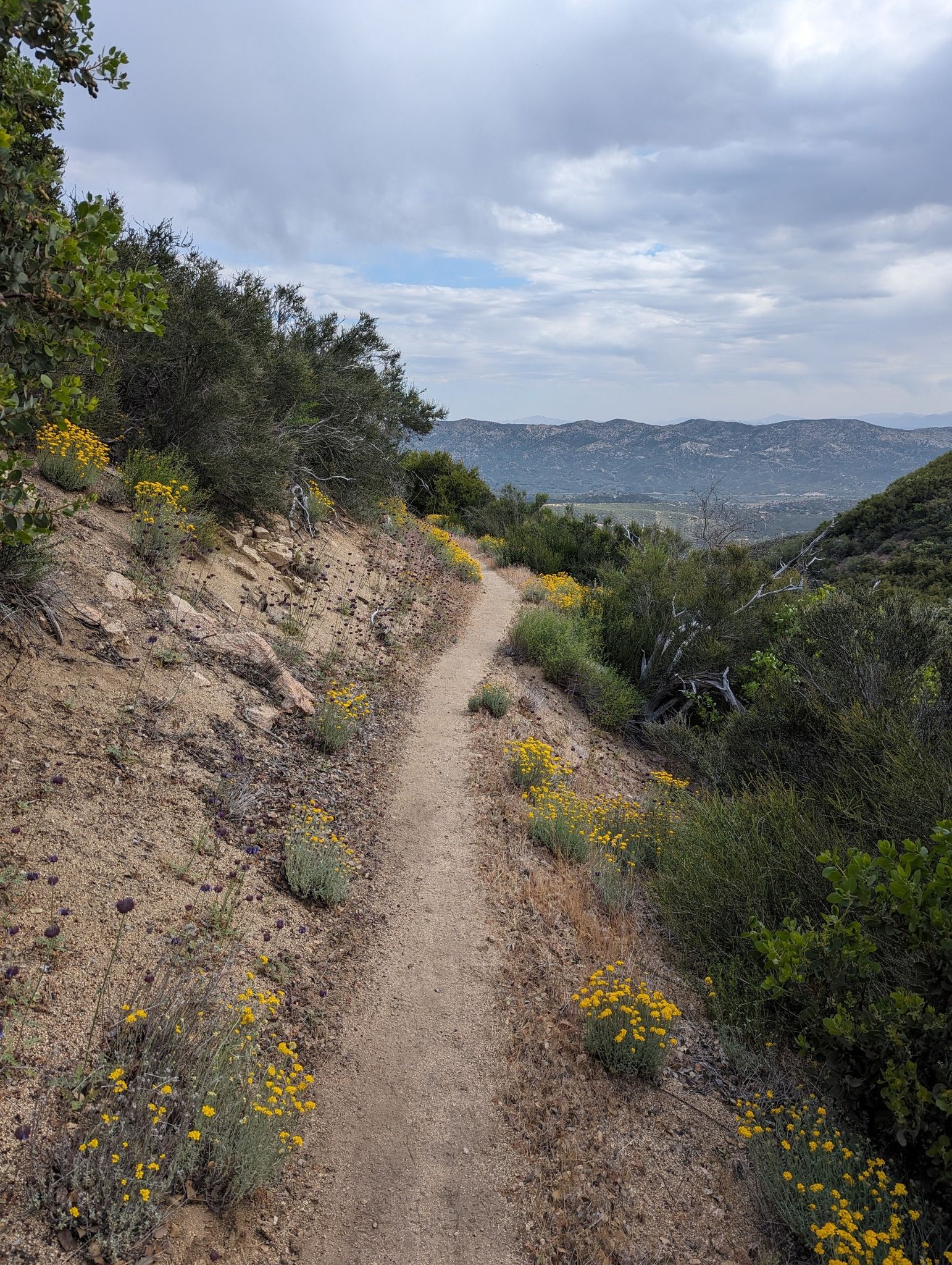Narrow dirt trail winding along a hillside with yellow wildflowers. - Cleghorn Mountain loop from Silverwood Lake