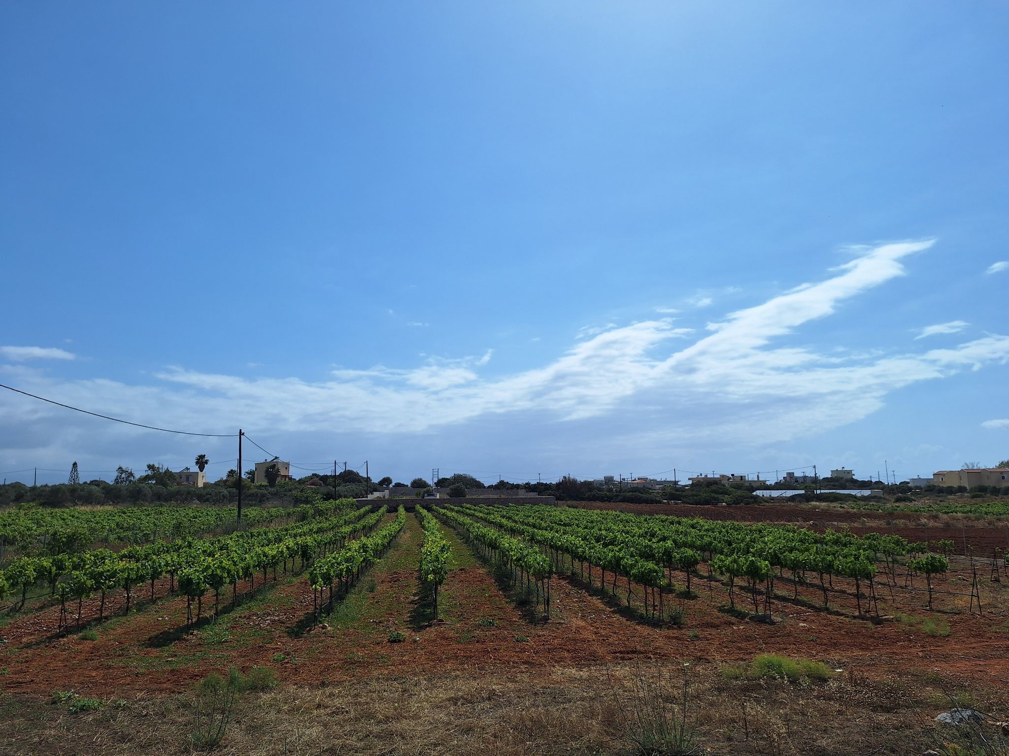 griechischer Wein