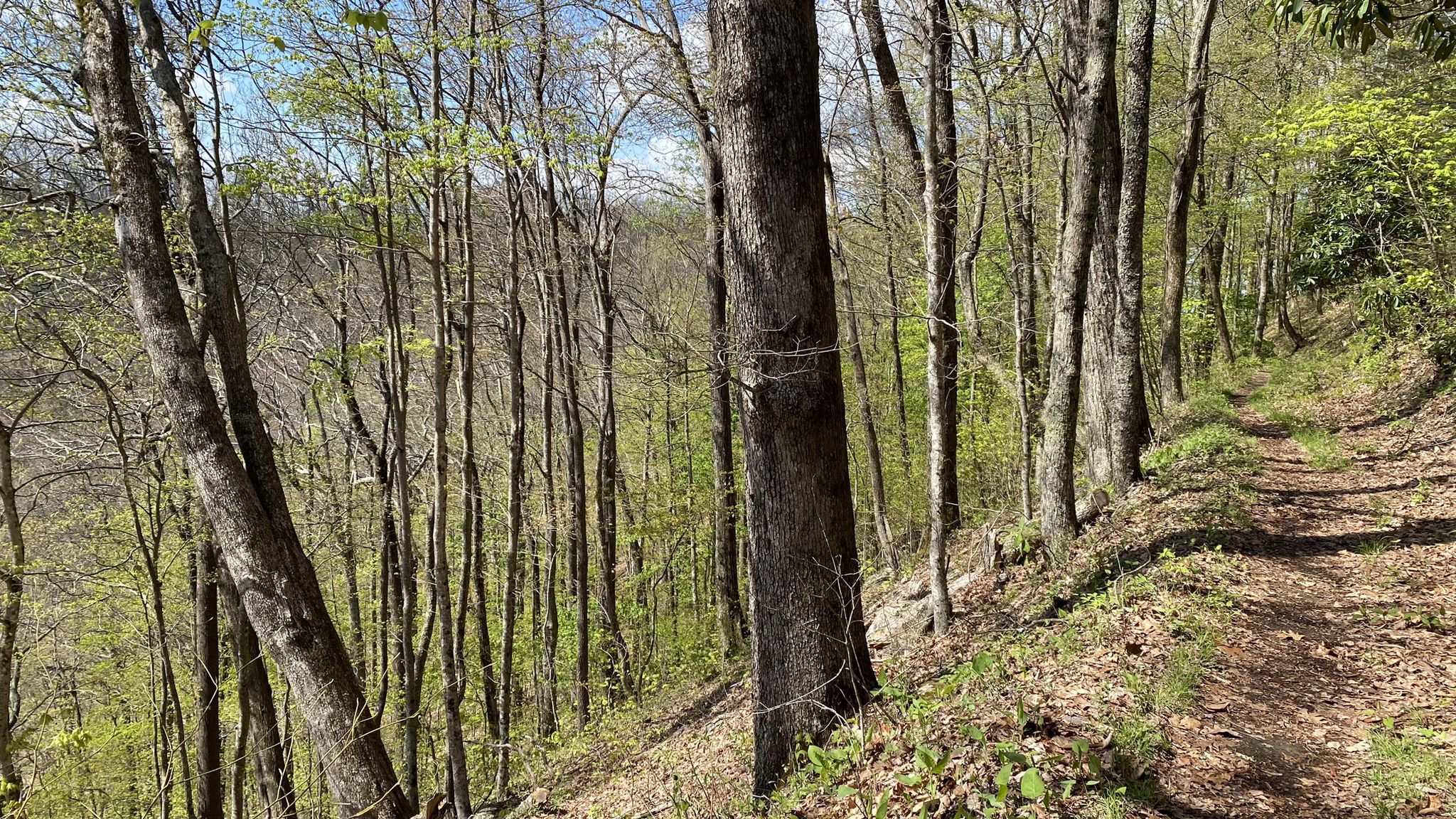 A sunlit dirt path on a hillside through a forest with new leaves. - Rich Mountain Loop