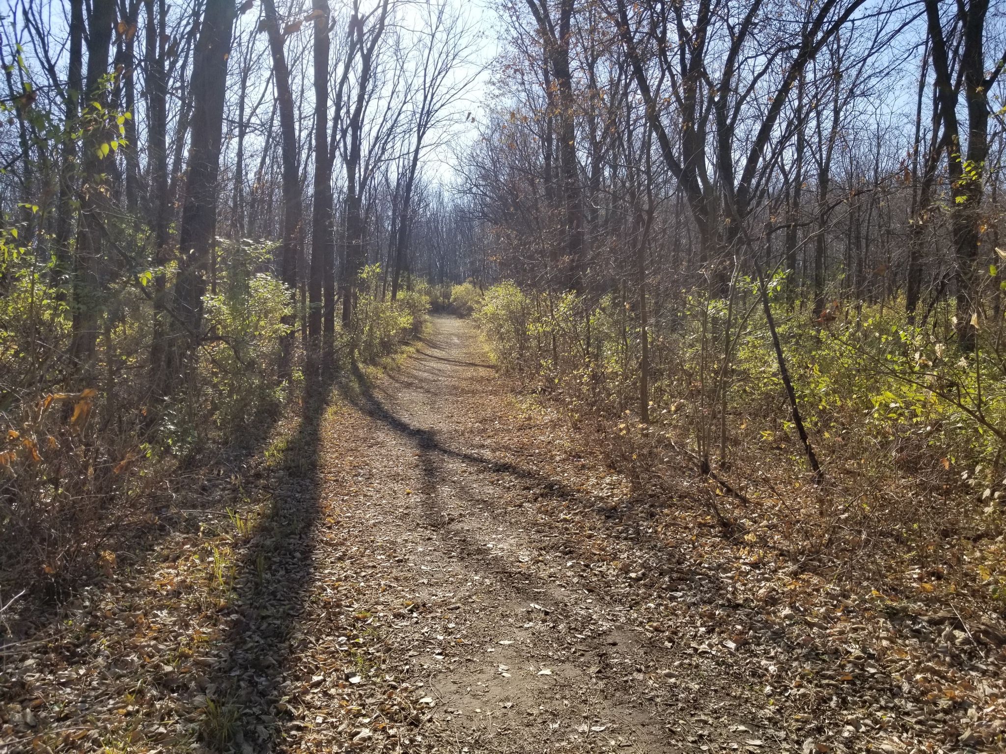 Sunny dirt path winding through a forest with bare trees and fallen leaves. - Kieselburg Forest Preserve Loop