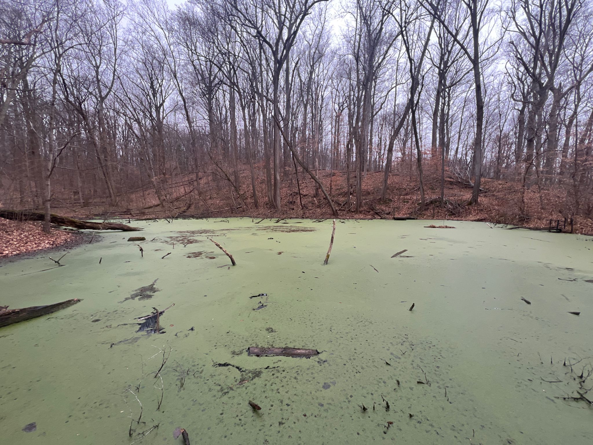 Overcast view of a green, algae-covered pond surrounded by bare trees. - Potomac Heritage Trail to Watkins Island Overlook