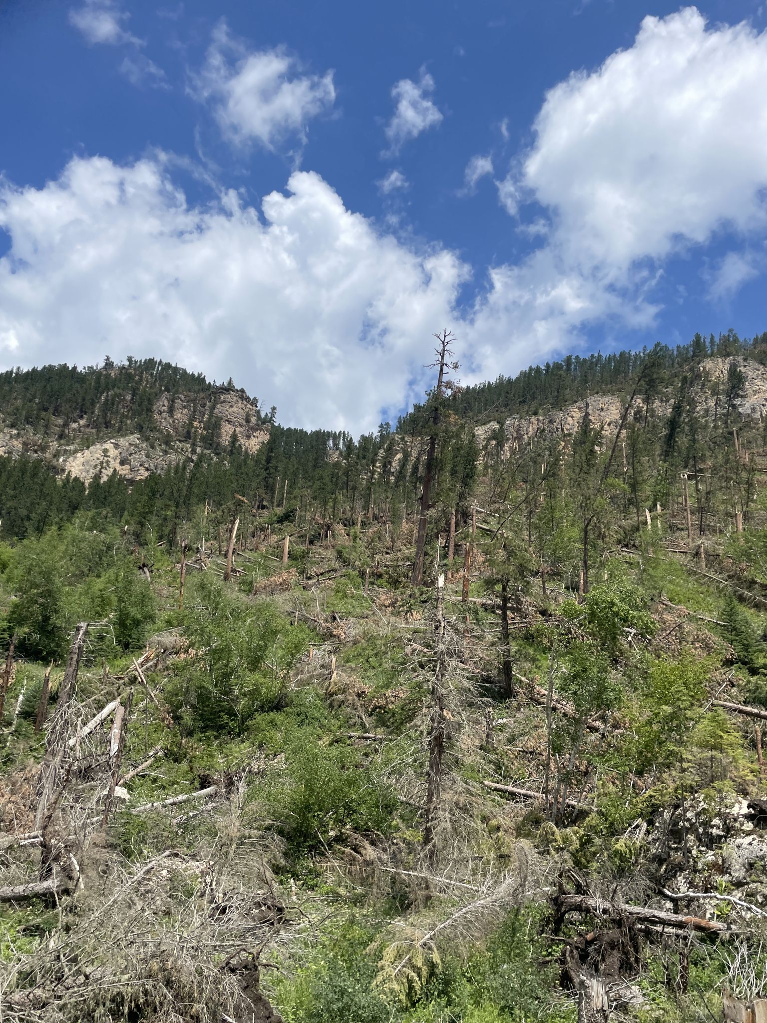 Mountain slope with many fallen trees and green undergrowth under a cloudy sky. - Spearfish Canyon loop