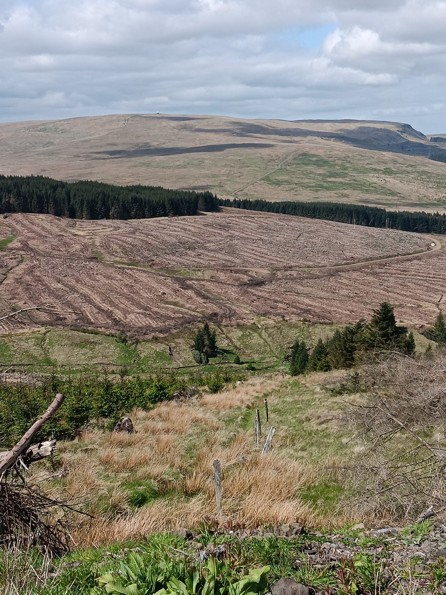 Metres past the Meikle Bin path the forestry track widens. Metres past wider section follow path along old fence posts.