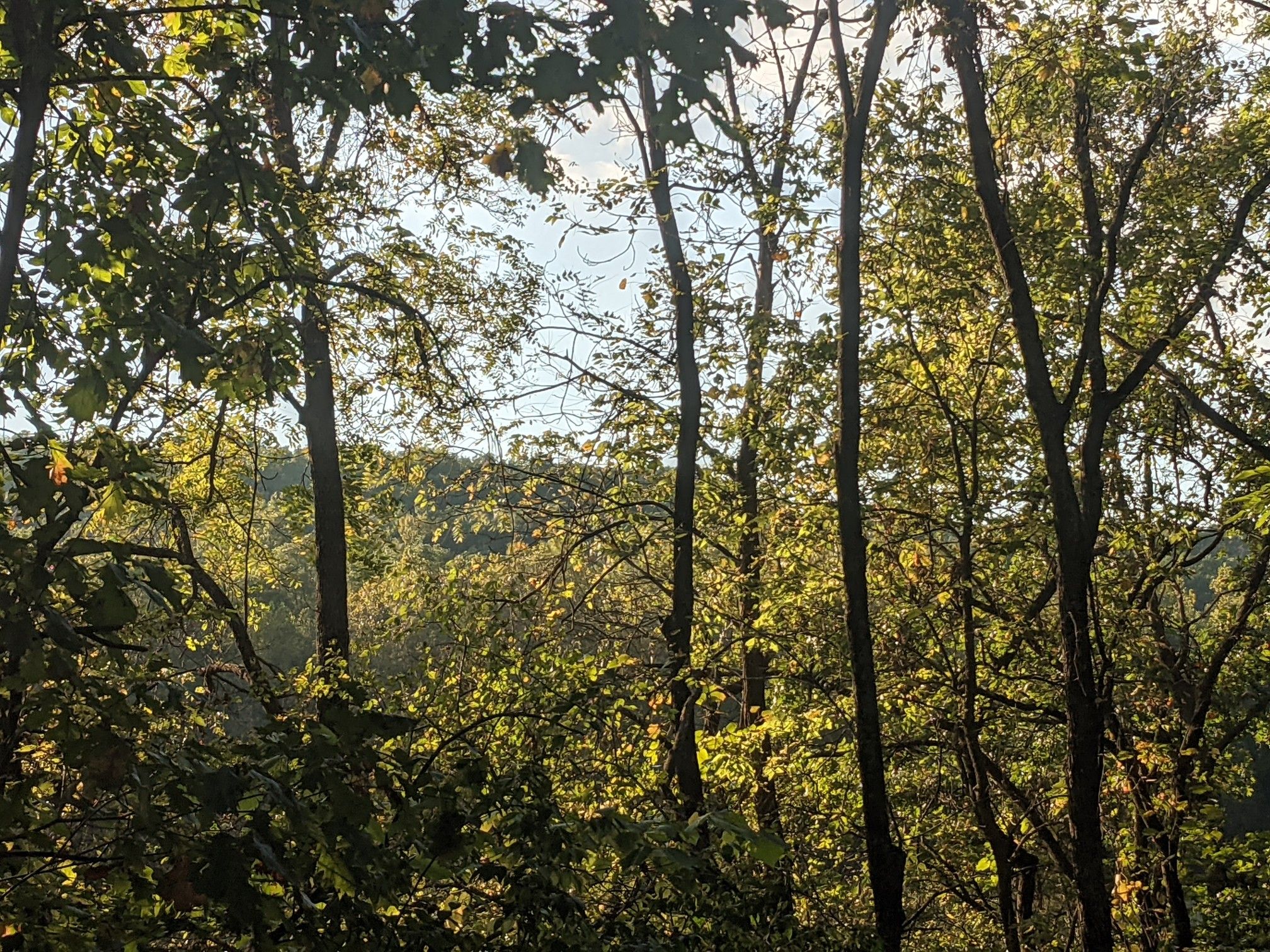 Sunlight filters through a dense forest canopy, illuminating green leaves. - Rock Island Trail