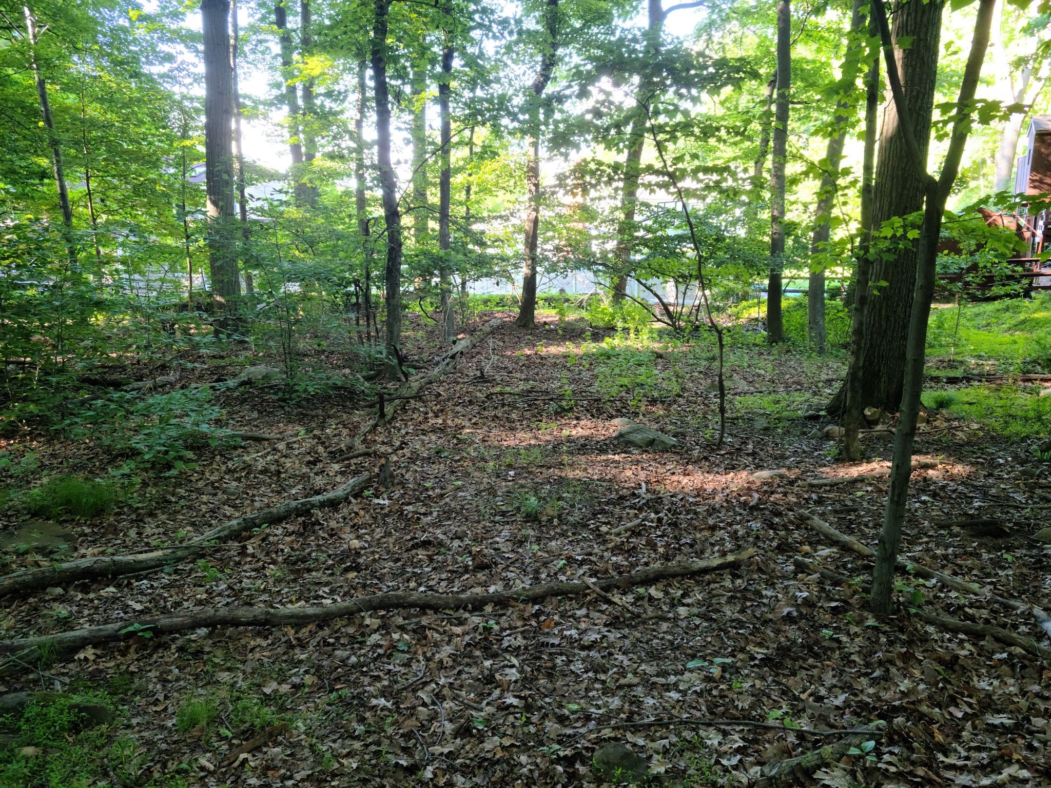 Sunny woodland floor covered in fallen leaves and branches, with tall trees. - Blue Blaze