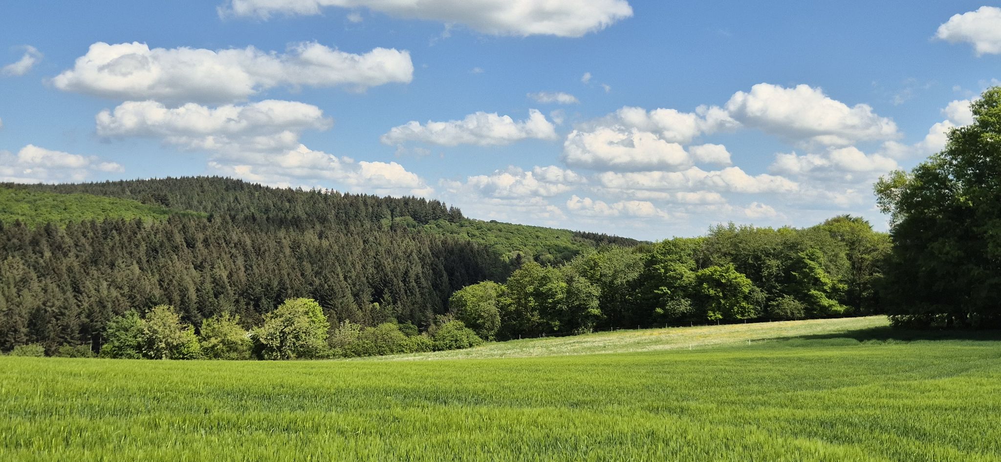 Felder bei Weiden
