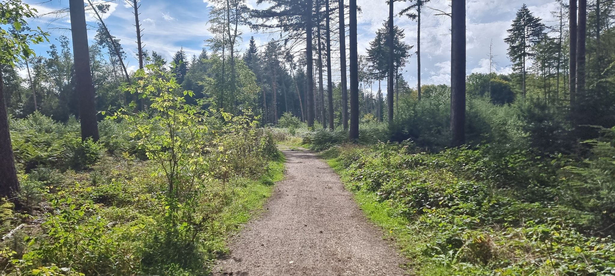 Tolle Wege im Holte Wald