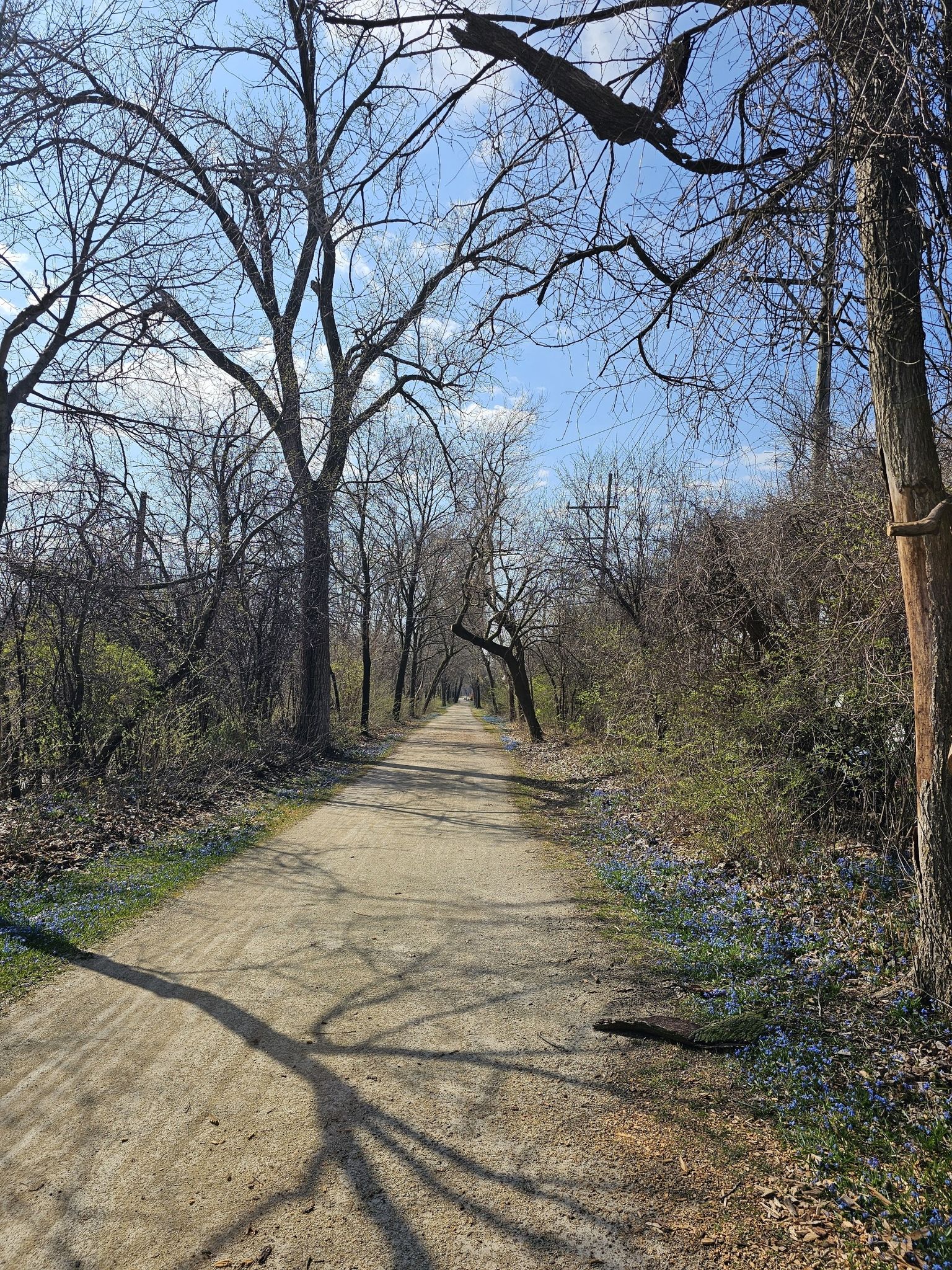 A dirt path winds through a forest of bare trees under a blue sky. - Illinois Prairie Path - Aurora Branch