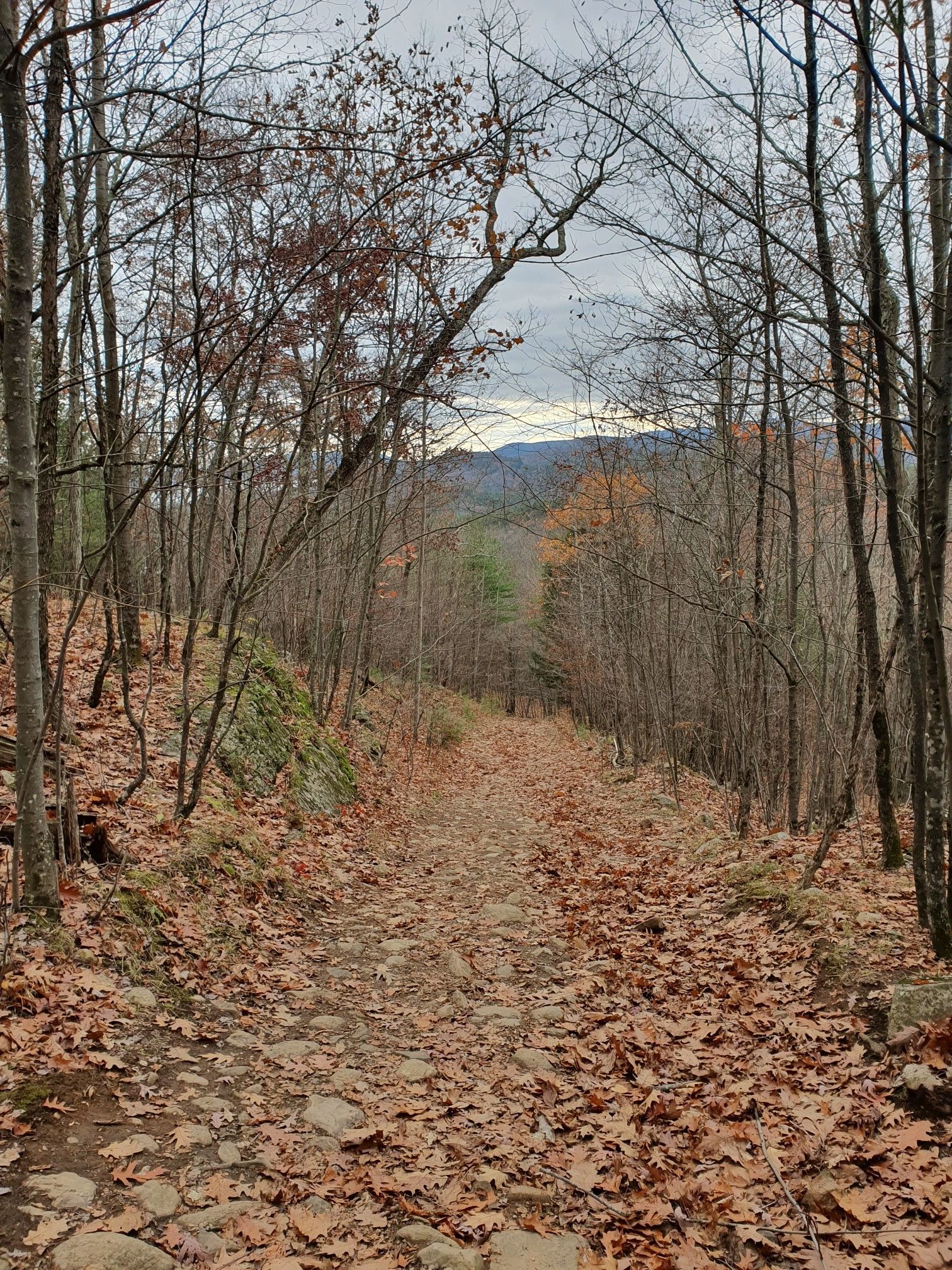 A wide, leaf-covered forest path leads towards distant, hazy mountains under a cloudy sky. - The Pinnacle and Bradley's Lookout via Yellow, Red, and Blue Trail