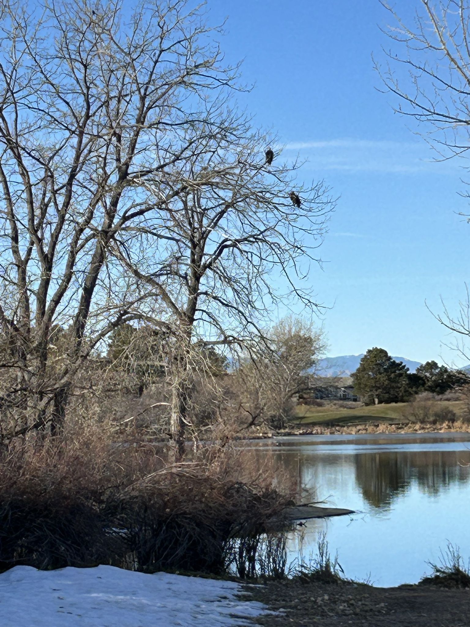 Sunny lake scene with bare trees, two birds, and a patch of snow. - Bingham Lake Trail
