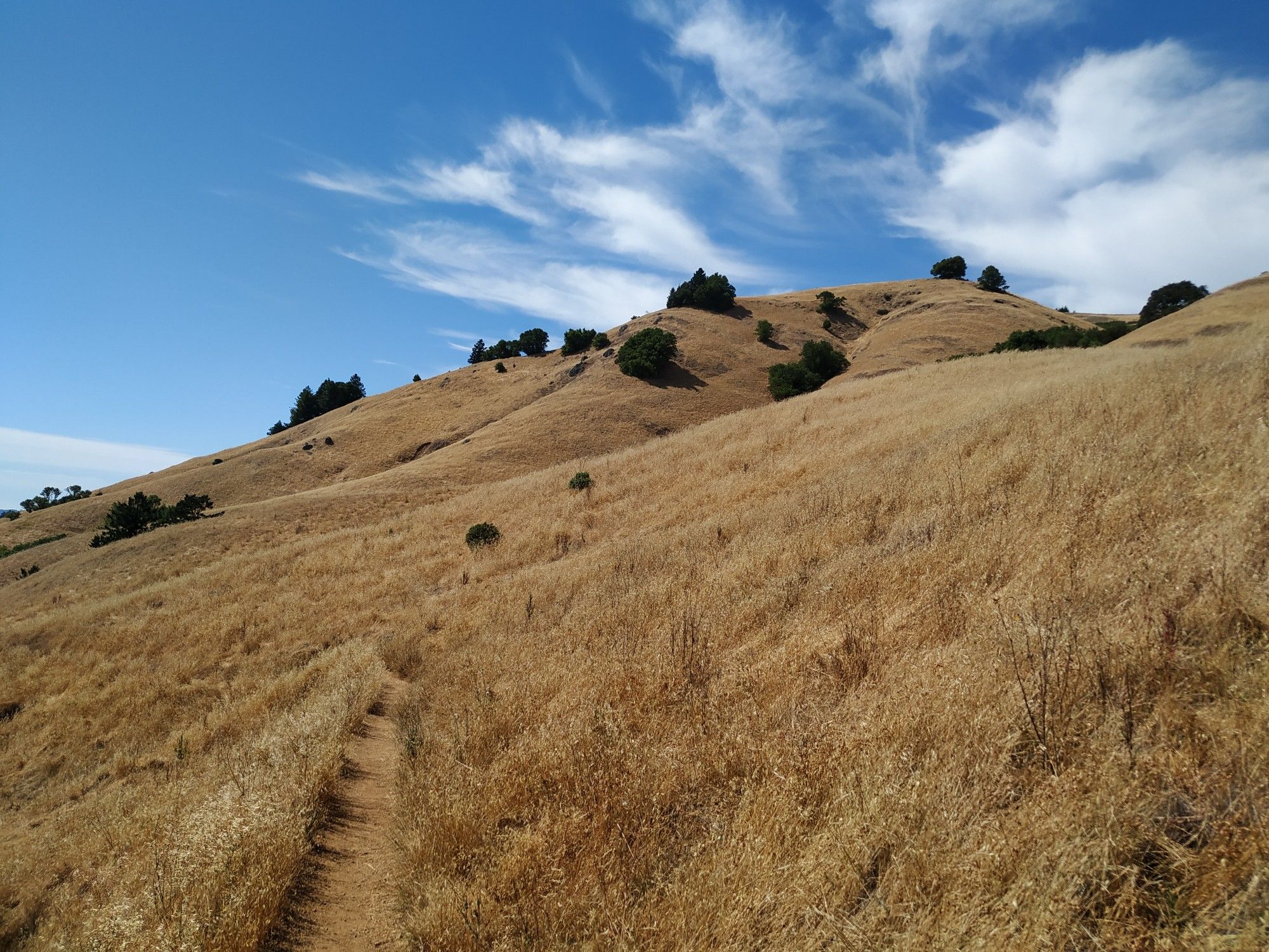 Sunny dirt path winding through golden grassy hills under a blue sky. - Matt Davis Trail