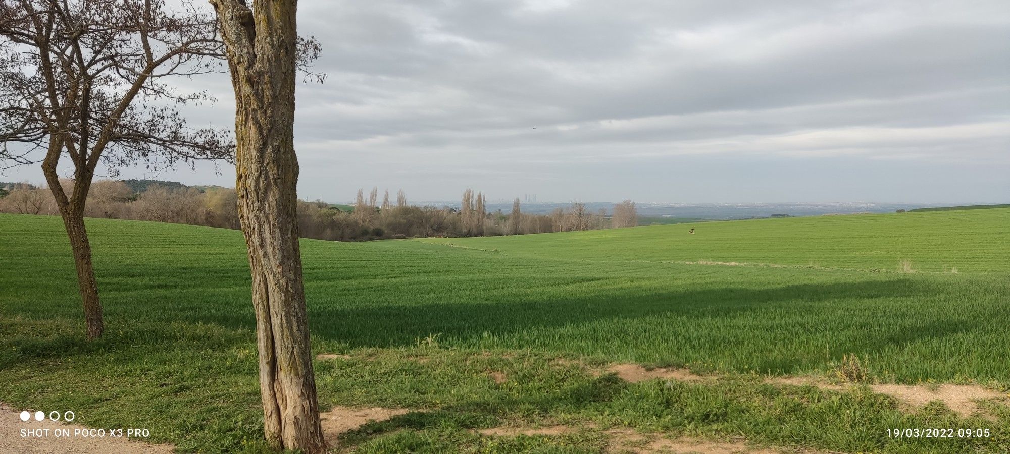 águila imperial 🦅🌾