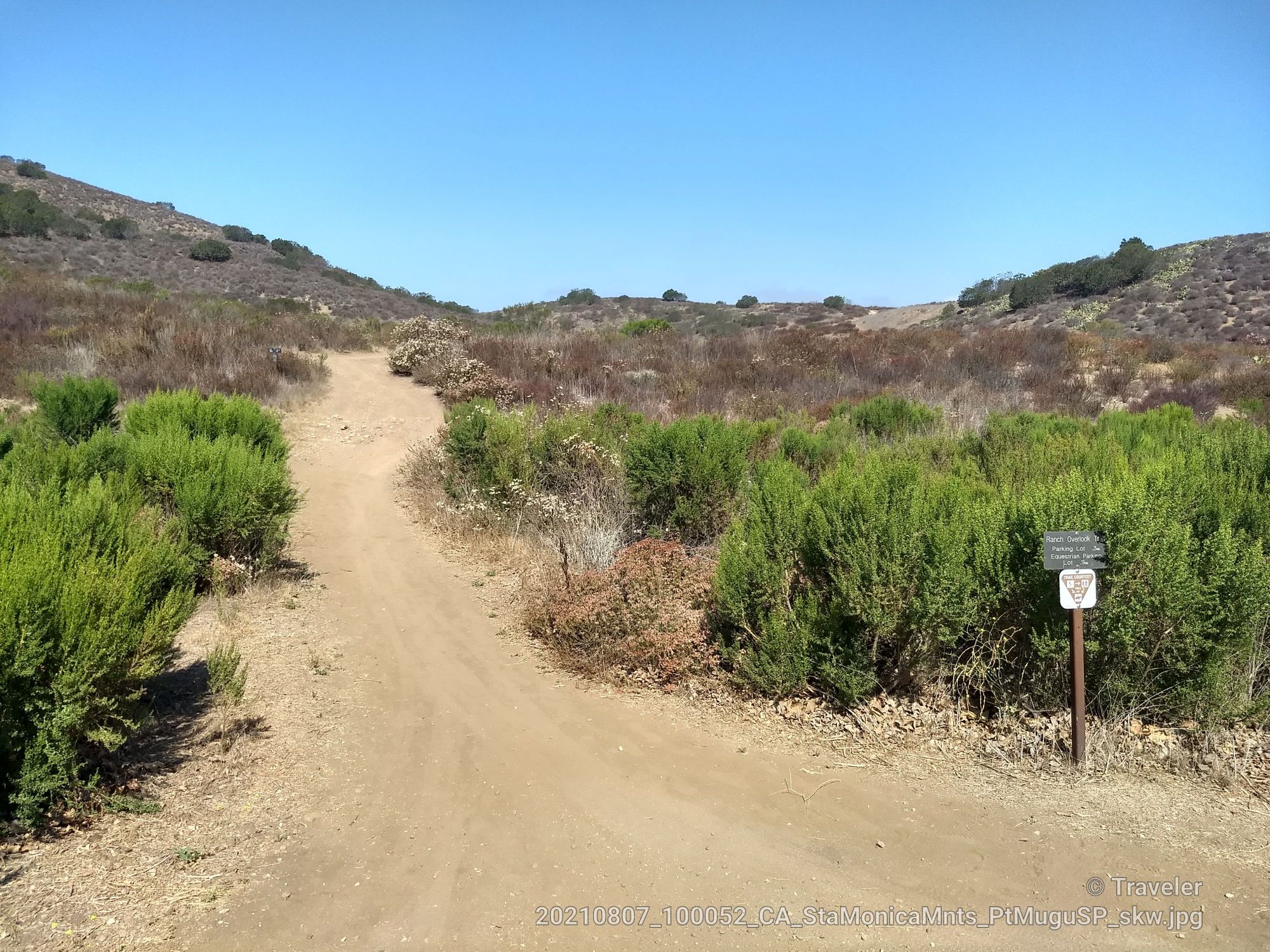 Dirt trail splits into two paths through green shrubs under a clear sky. - Sycamore Falls – Upper Sycamore Overlook loop from Rancho Sierra Vista/Satwiwa