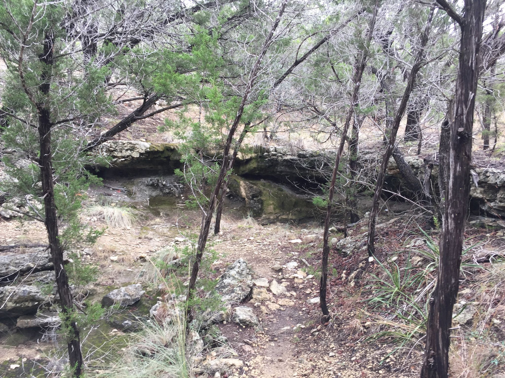 A rocky, dry creek bed winds through a sparse, wooded area. - Juniper Ridge Trail
