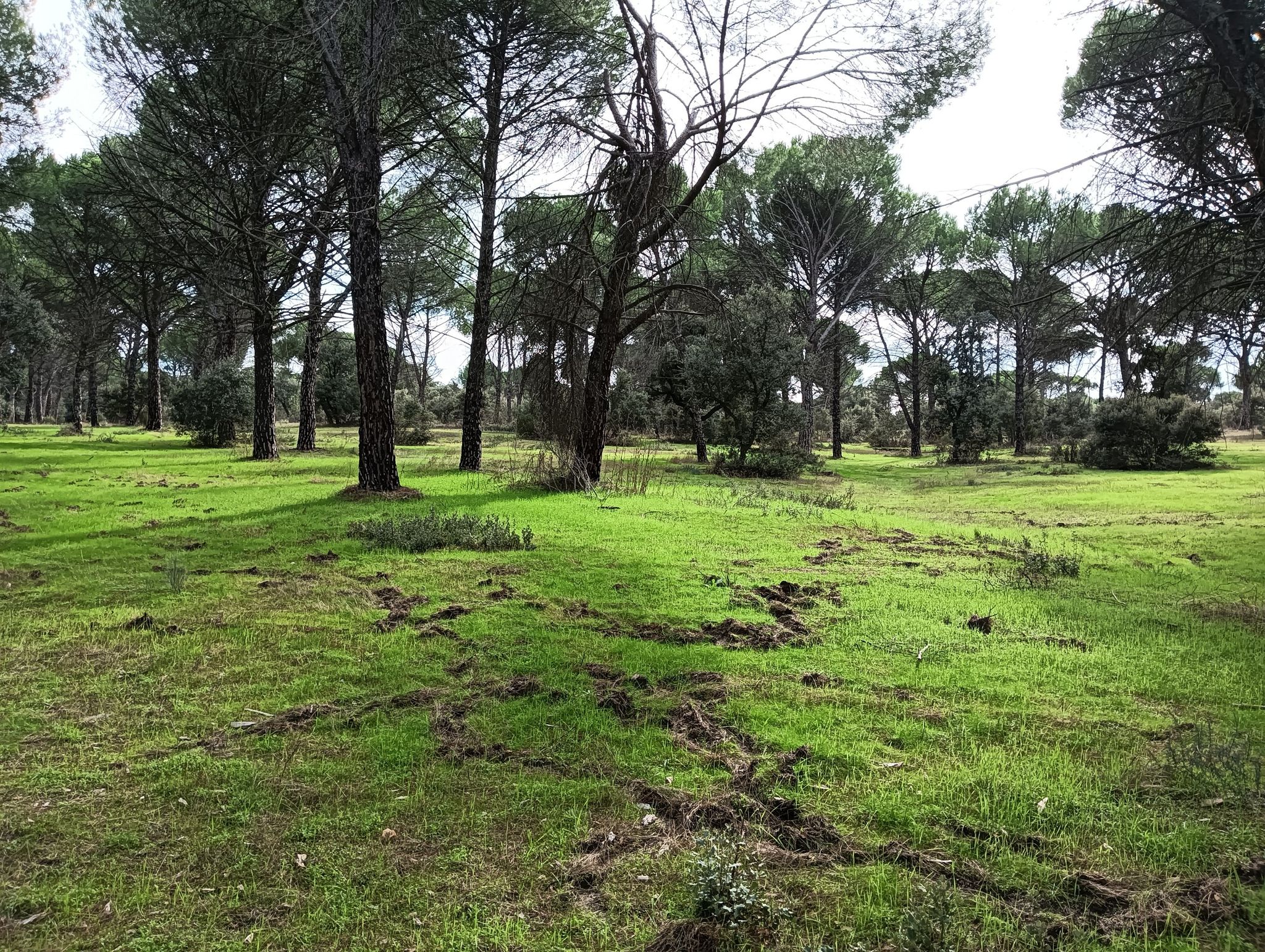 pradera brutal