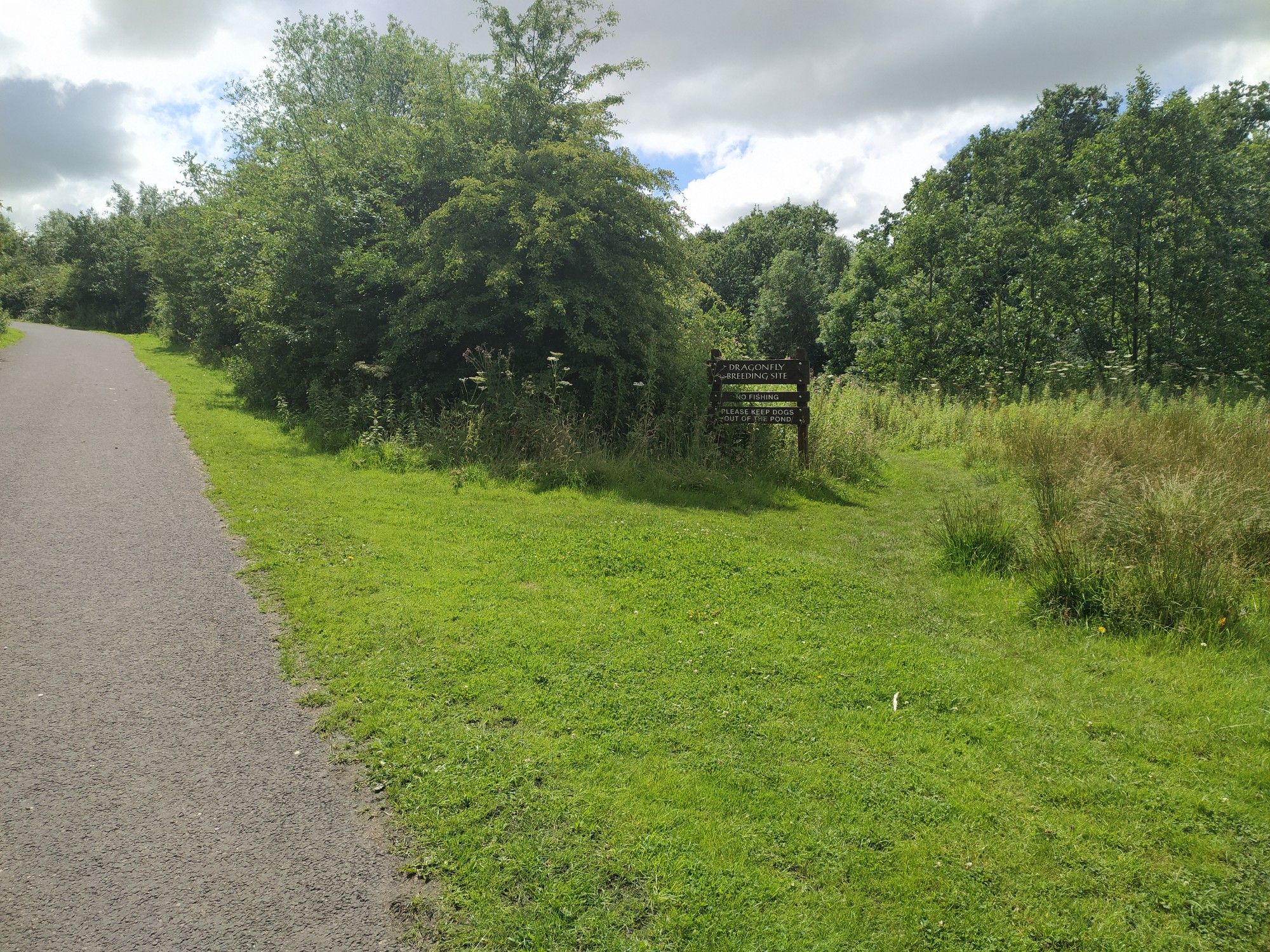 No dragonflies (yet) but lots of butterflies