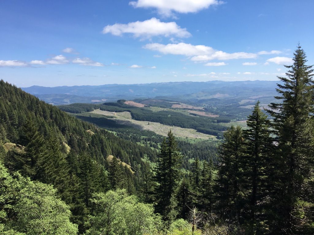 Expansive view of forested mountains and valleys under a bright blue sky. - Saddle Mountain Trail