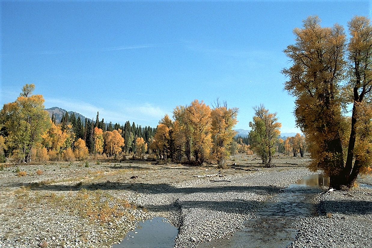 Bright day over a wide rocky riverbed with golden autumn trees. - City Creek Canyon Trail