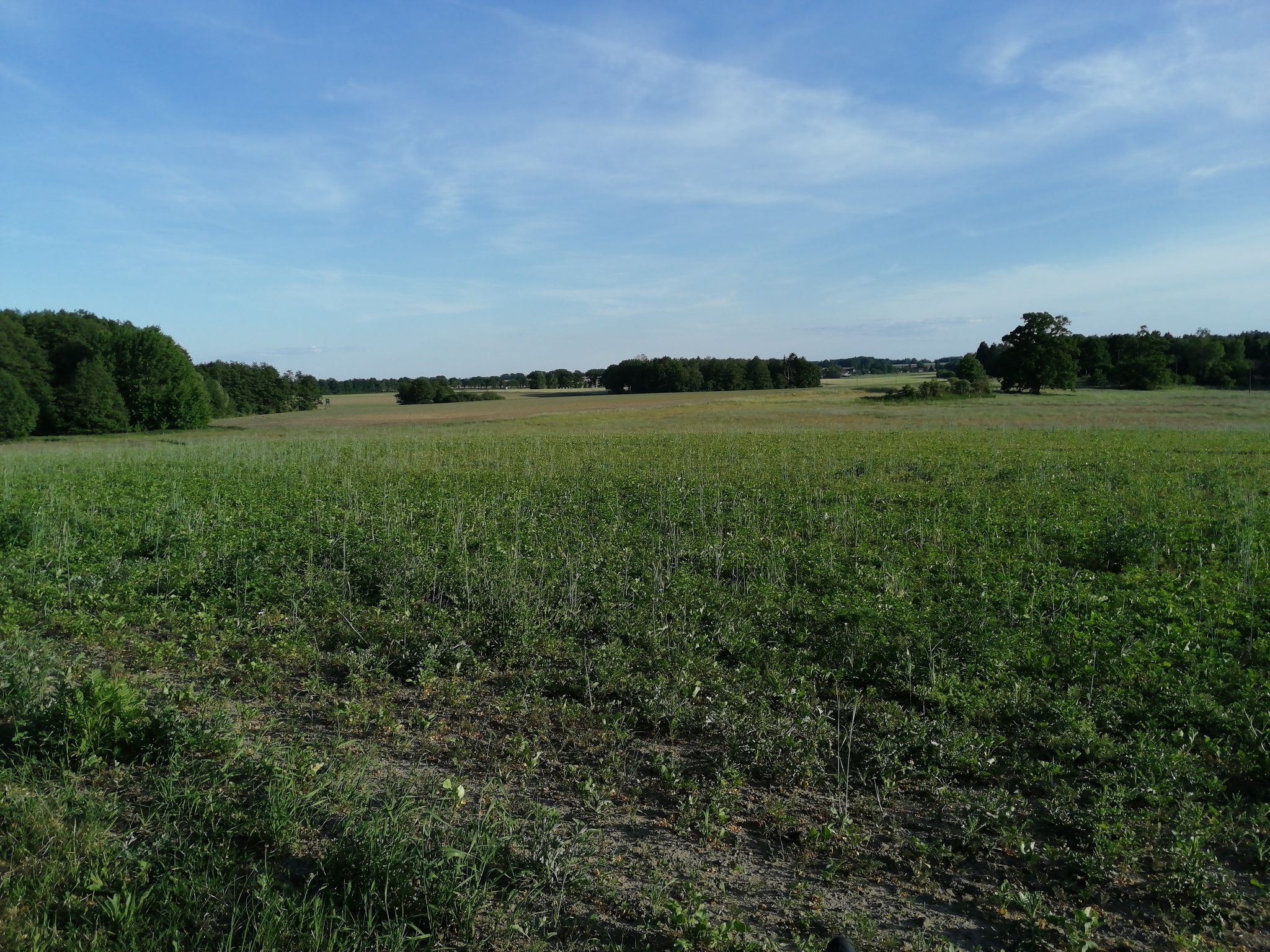 Zapeler Berg 