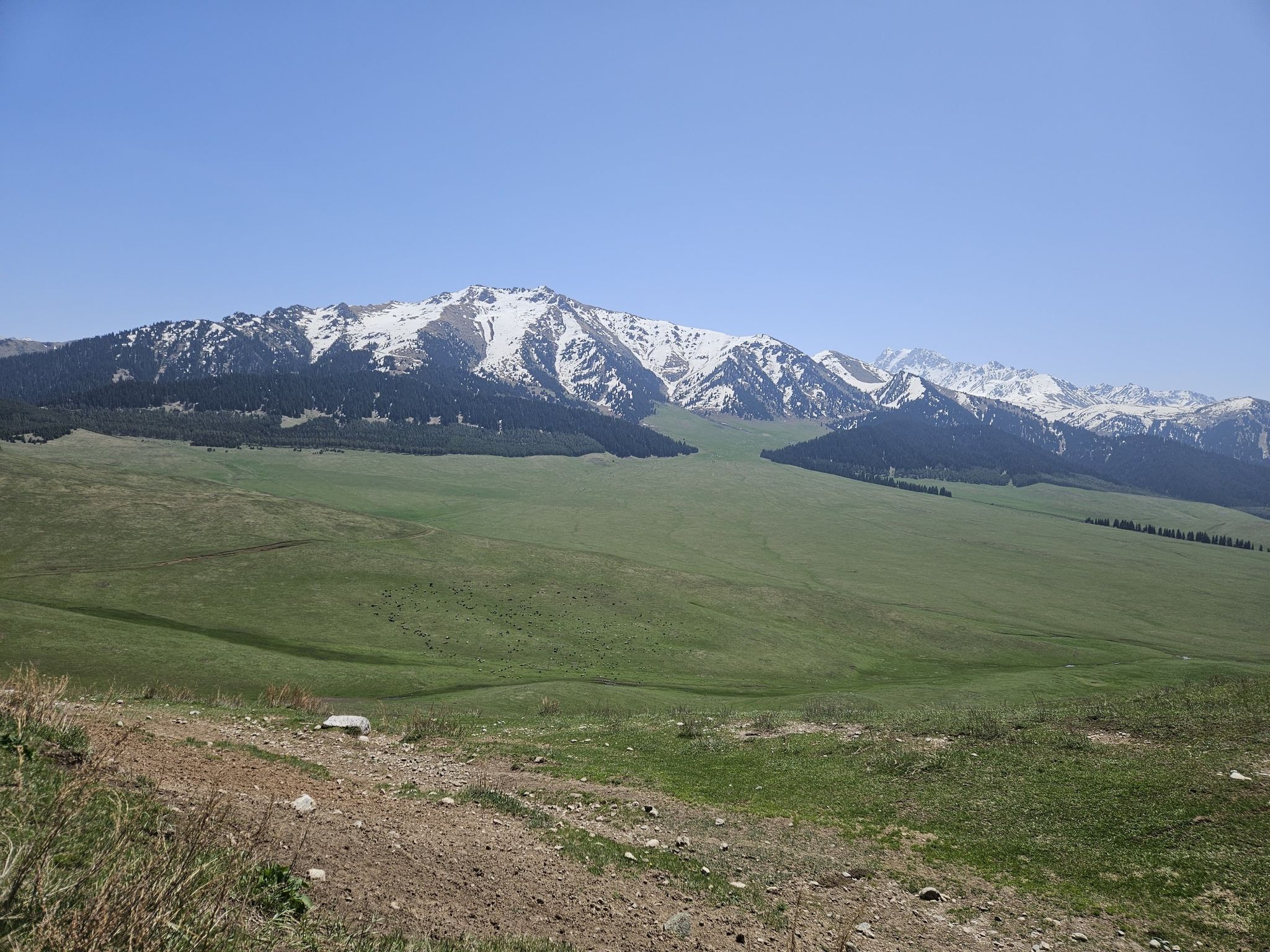 Schafherde