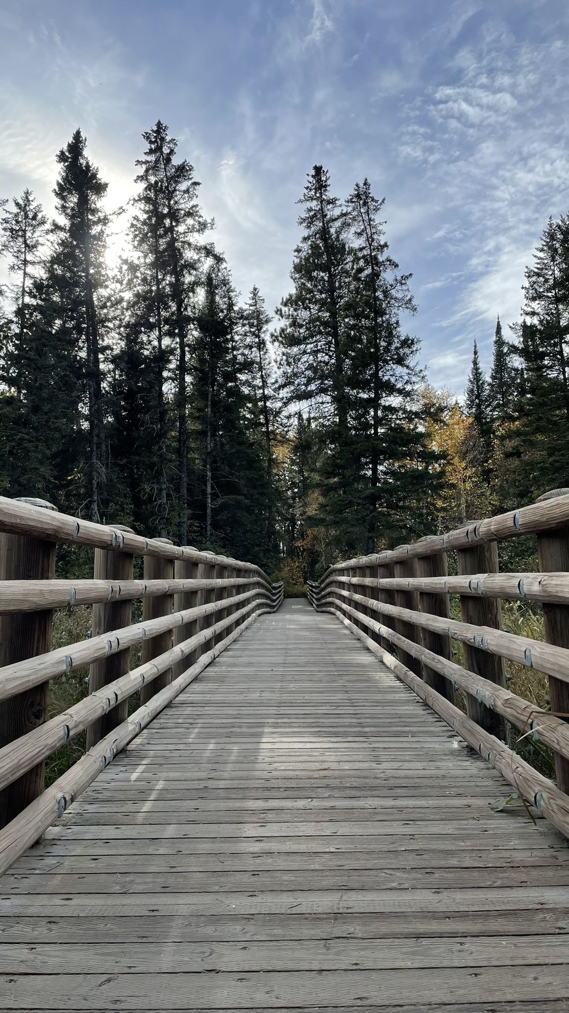 A wooden bridge leading into a dense forest of tall pine trees, bright sky. - Mississippi Headwaters Trail