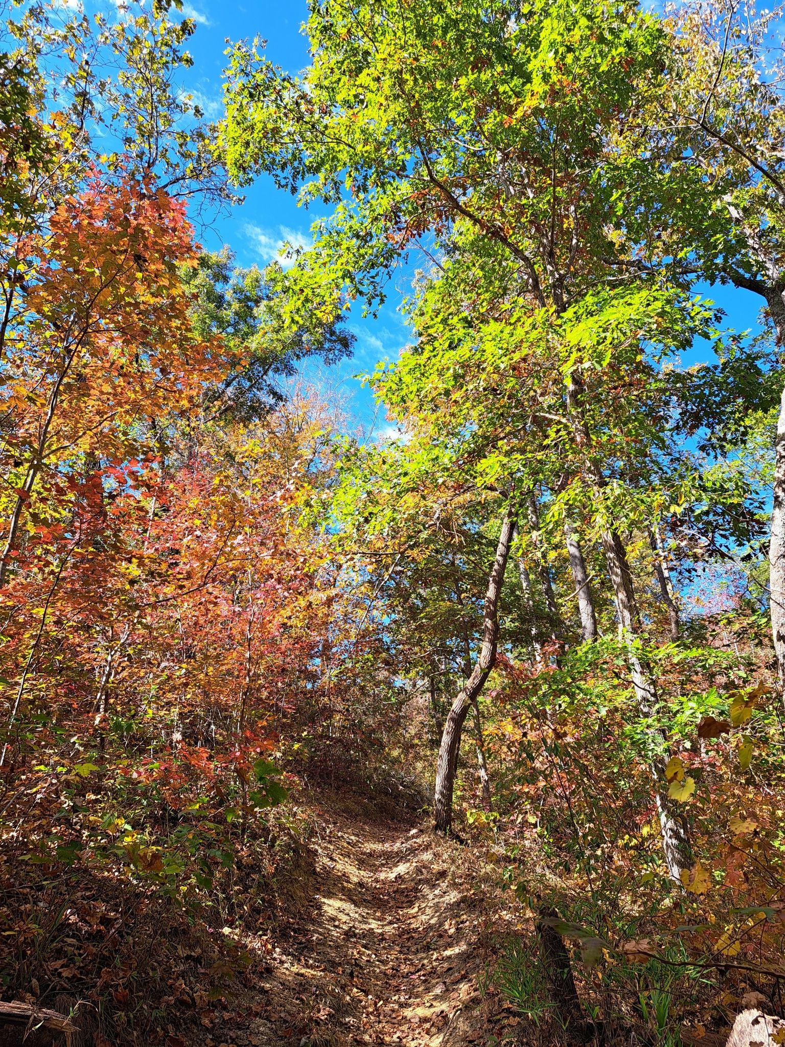 A sunlit forest path winds uphill through vibrant autumn trees under a blue sky. - Frady Branch Trail System Loop