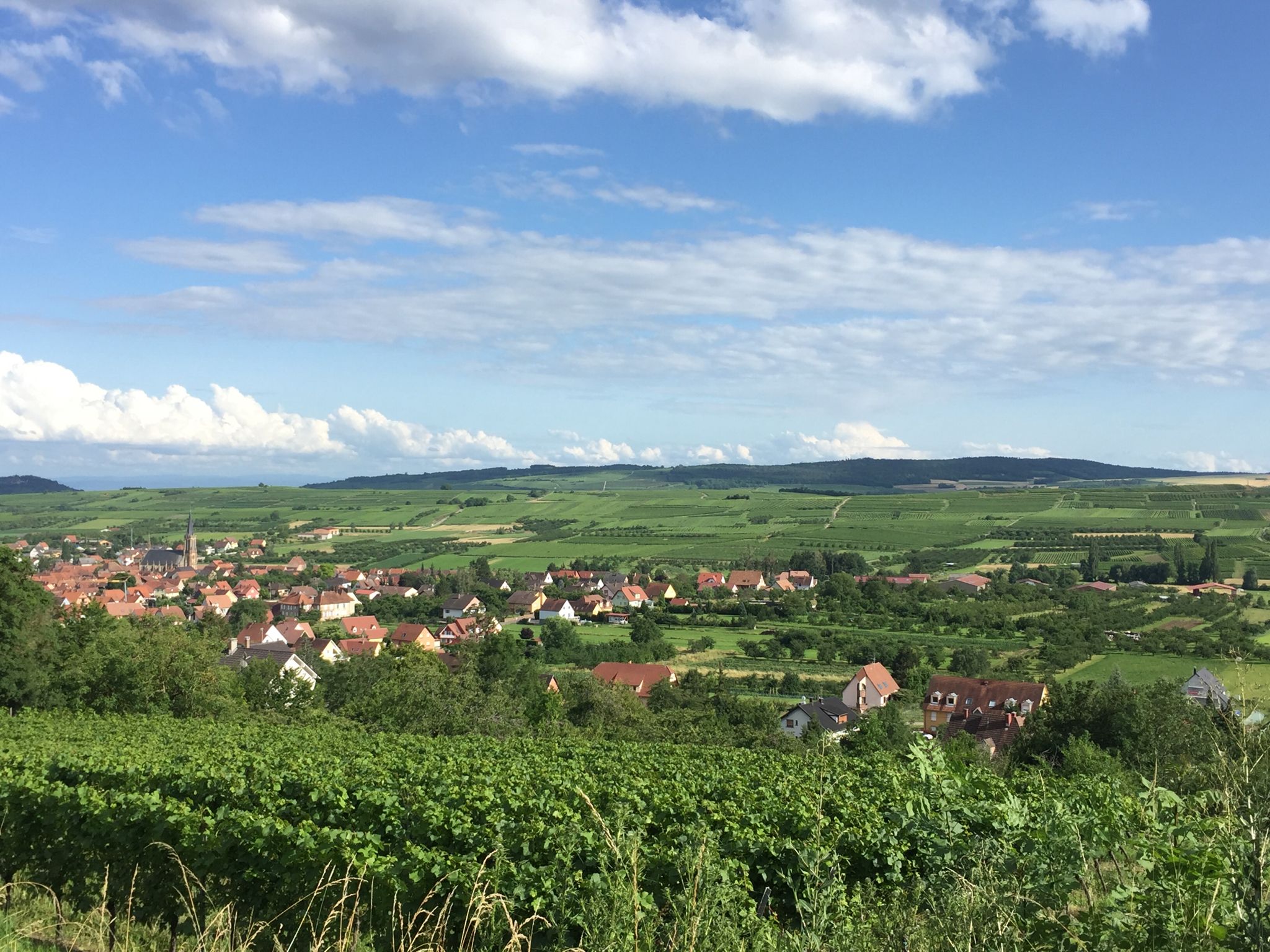 Westhoffen, die umliegenden Weinberge