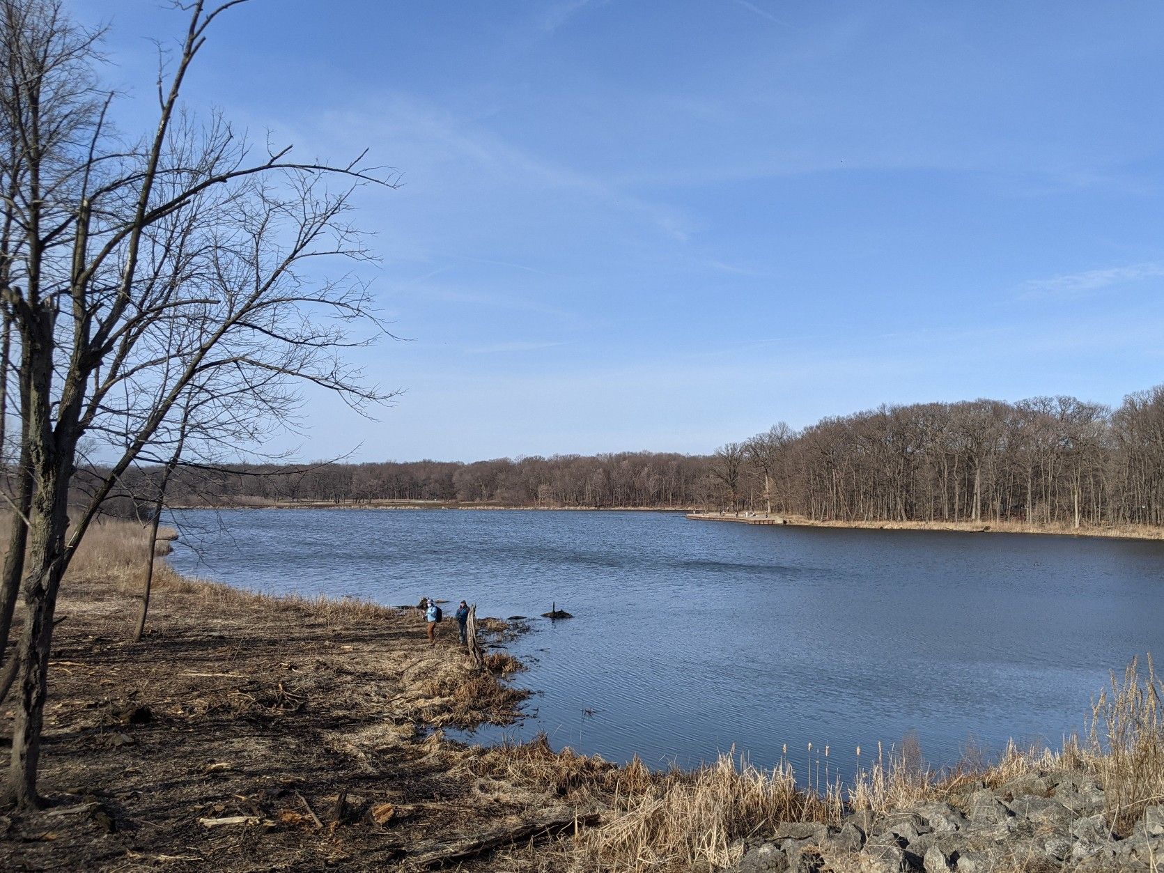 Wide lake with bare trees and distant forest under a clear sky. - Busse Woods Red Loop Trail
