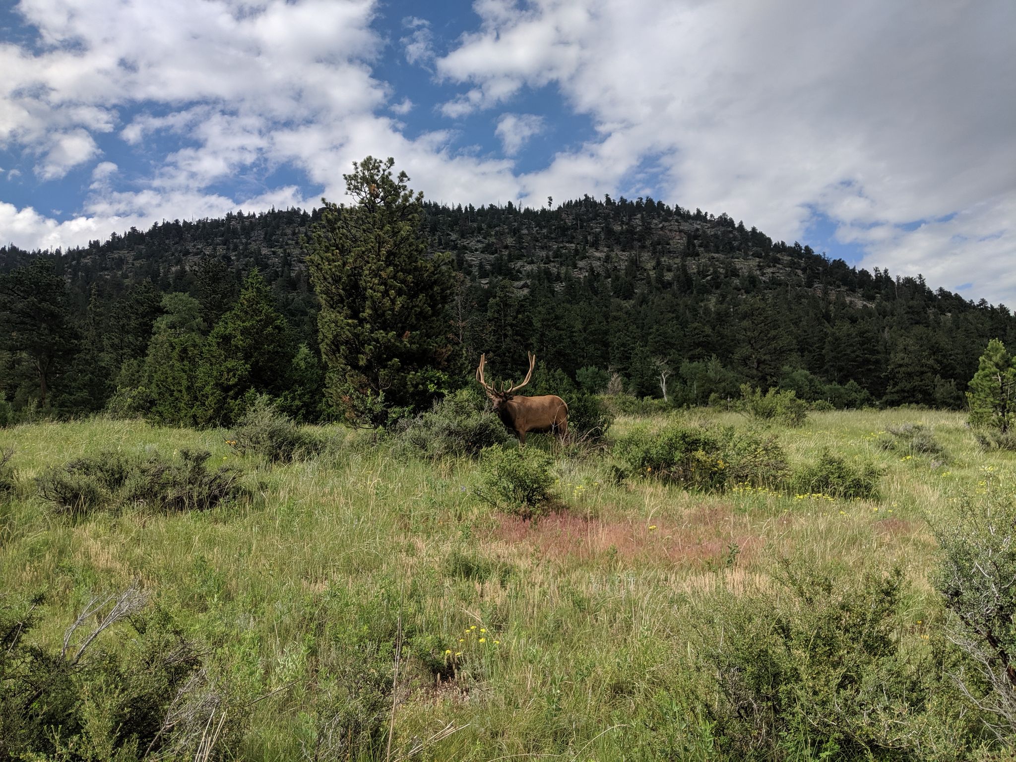 An elk with large antlers stands in a sunny, grassy field near a forest. - Gem Lake and Balanced Rock Trail