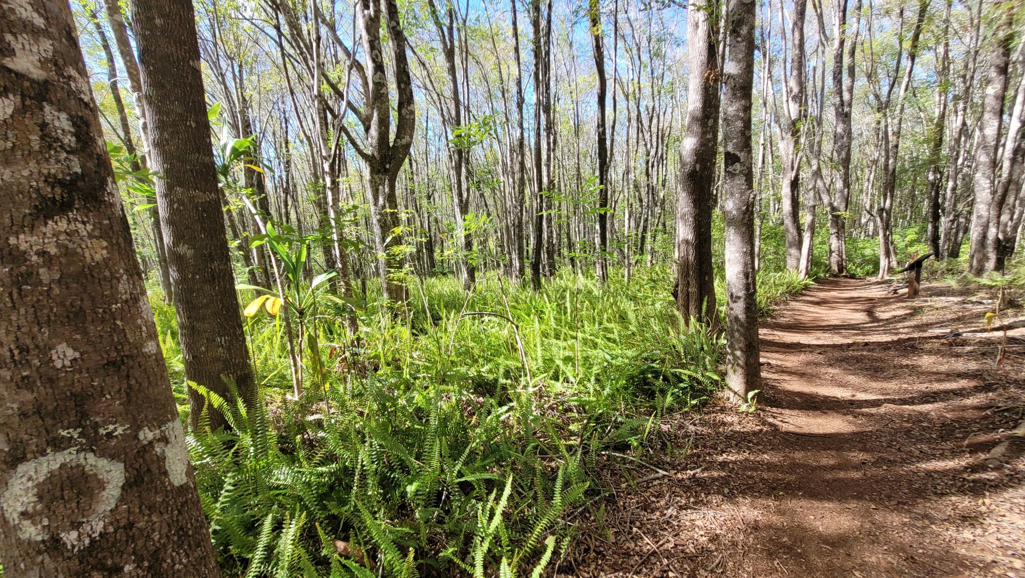 A sunny forest path with lush green ferns and tall trees under a blue sky. - Kahakapao Loop Trail
