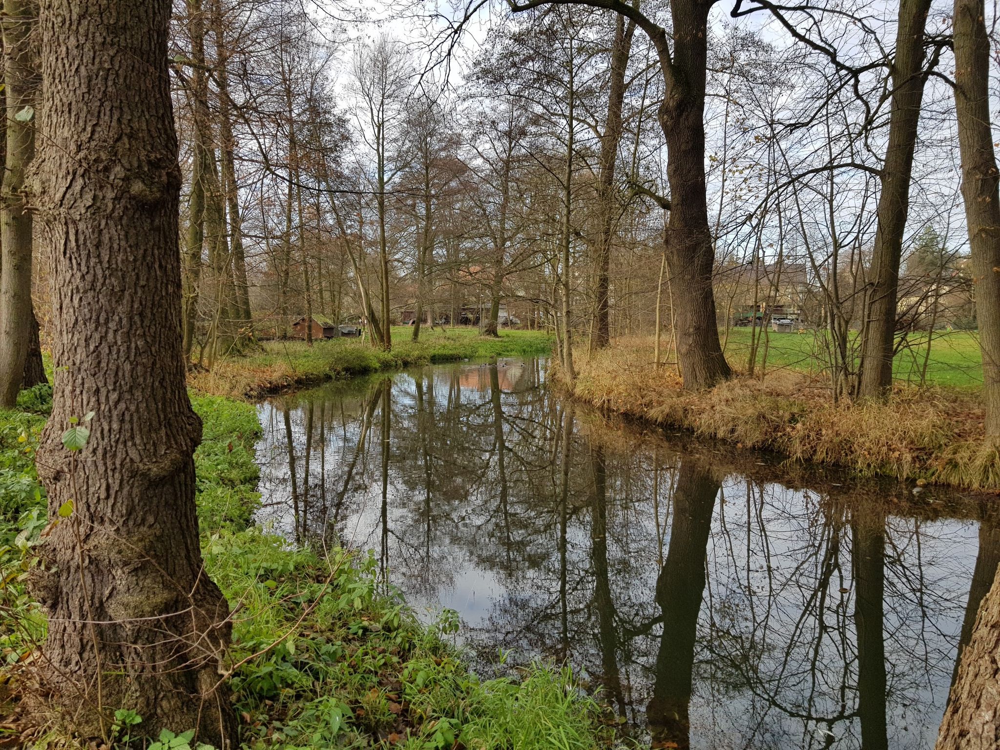 Weißer Schöps in Girbigsdorf
