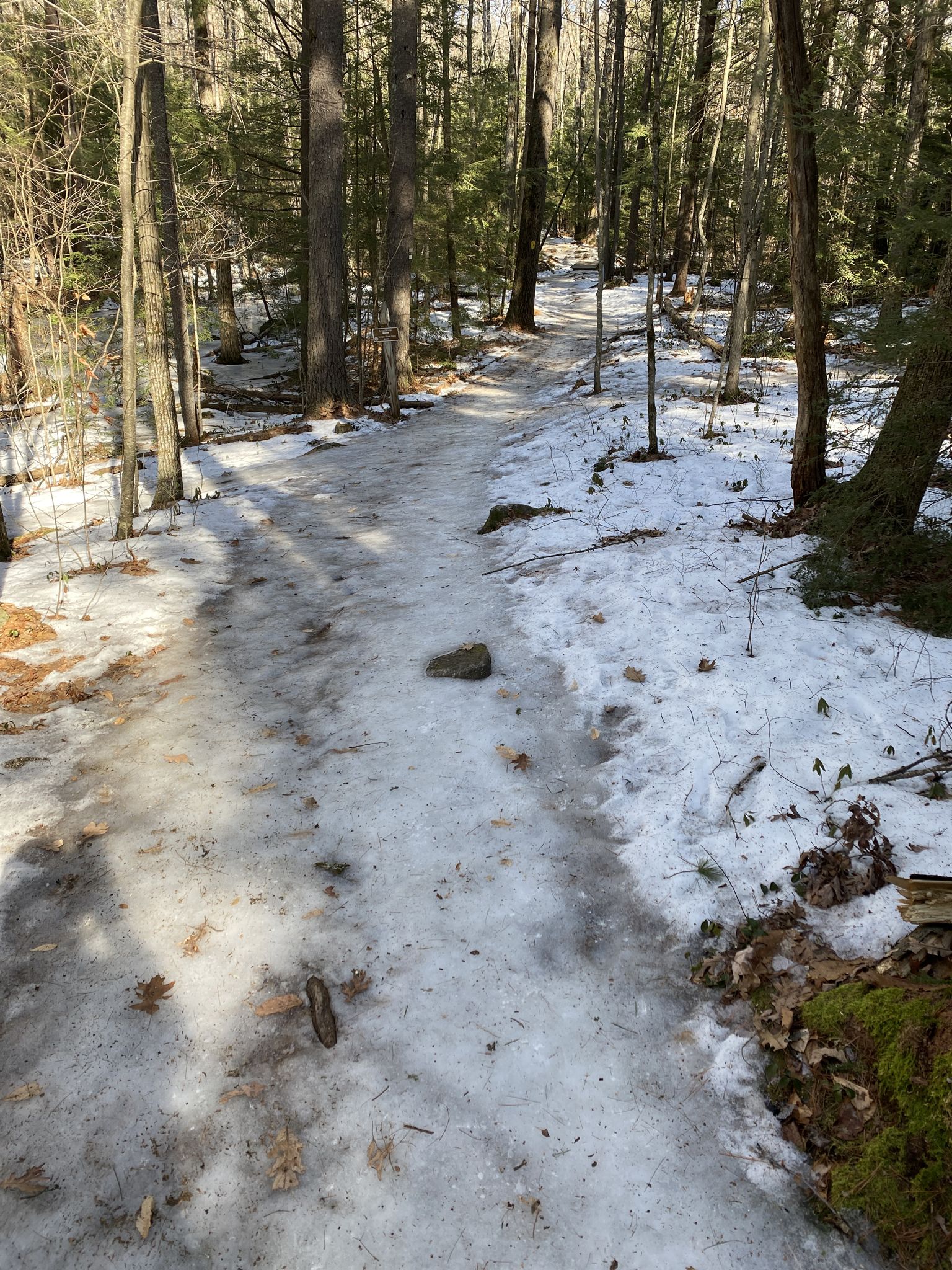 Icy forest path with snow and bare trees under bright sunlight. - Knowlton Forest – Oak Hill City Forest loop from Oak Hill City Forest