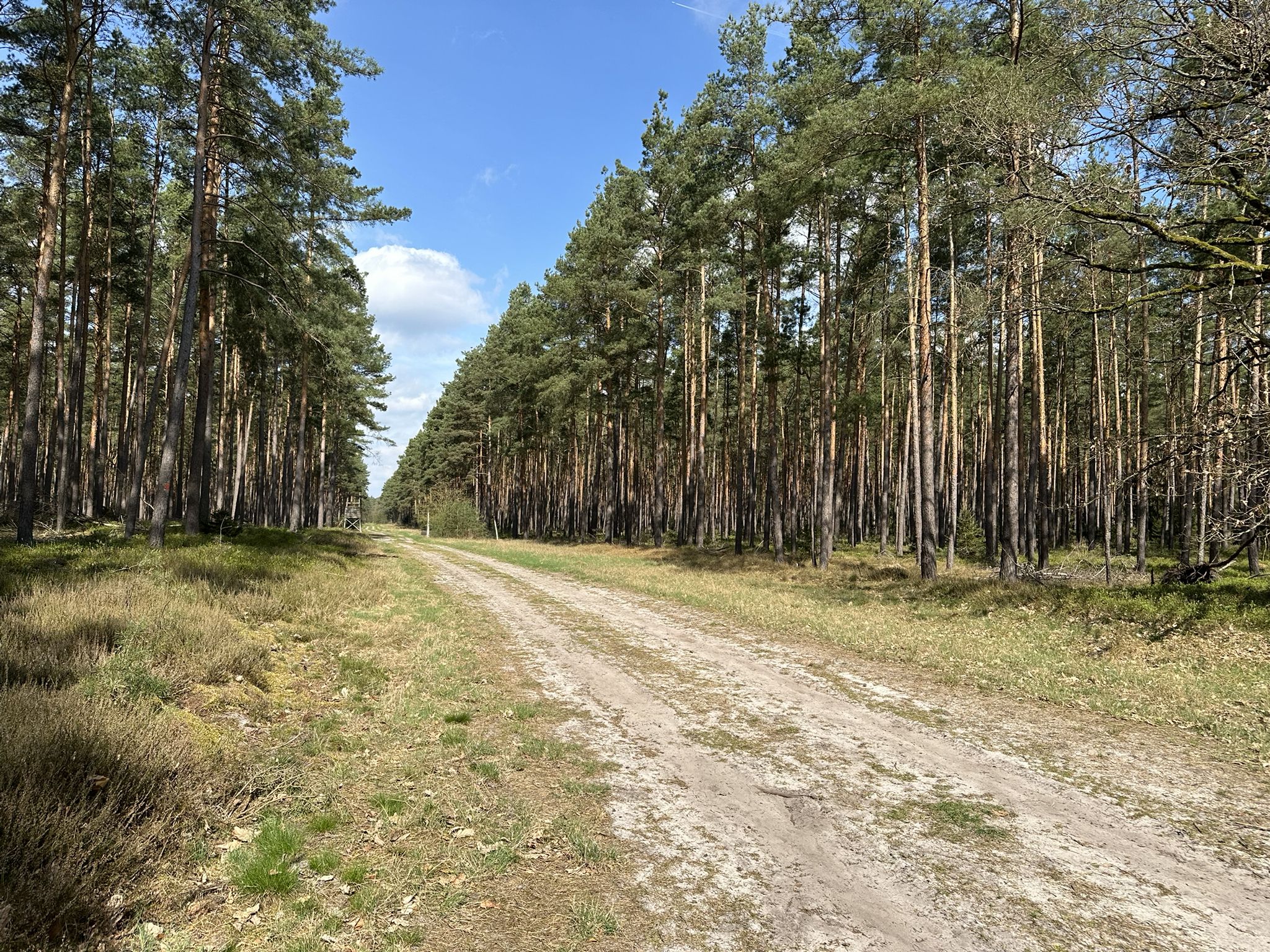 von wegen schattiger Wald