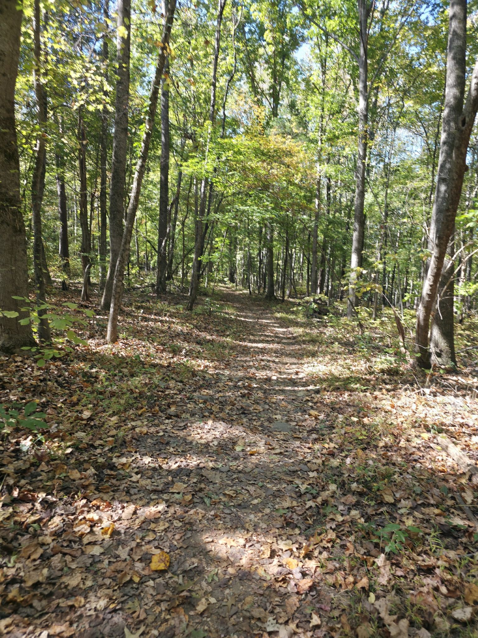 A sun-dappled forest path covered in autumn leaves, surrounded by trees. - Mountain Island Lake Overlook loop from Latta Nature Preserve
