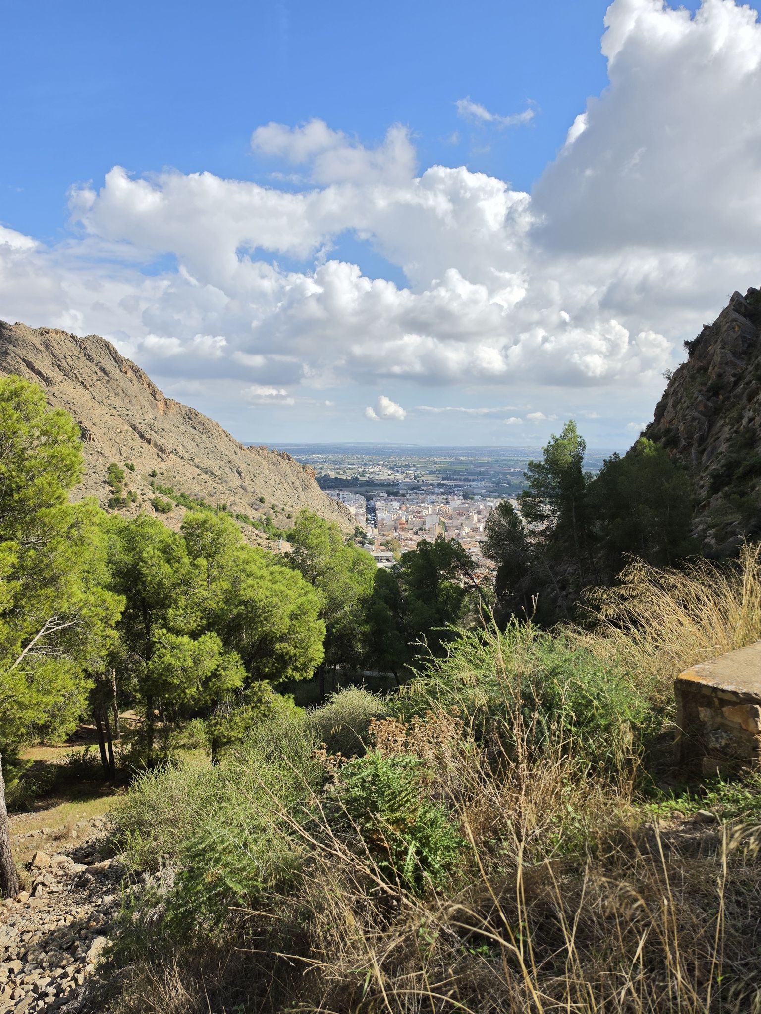 callosa de segura