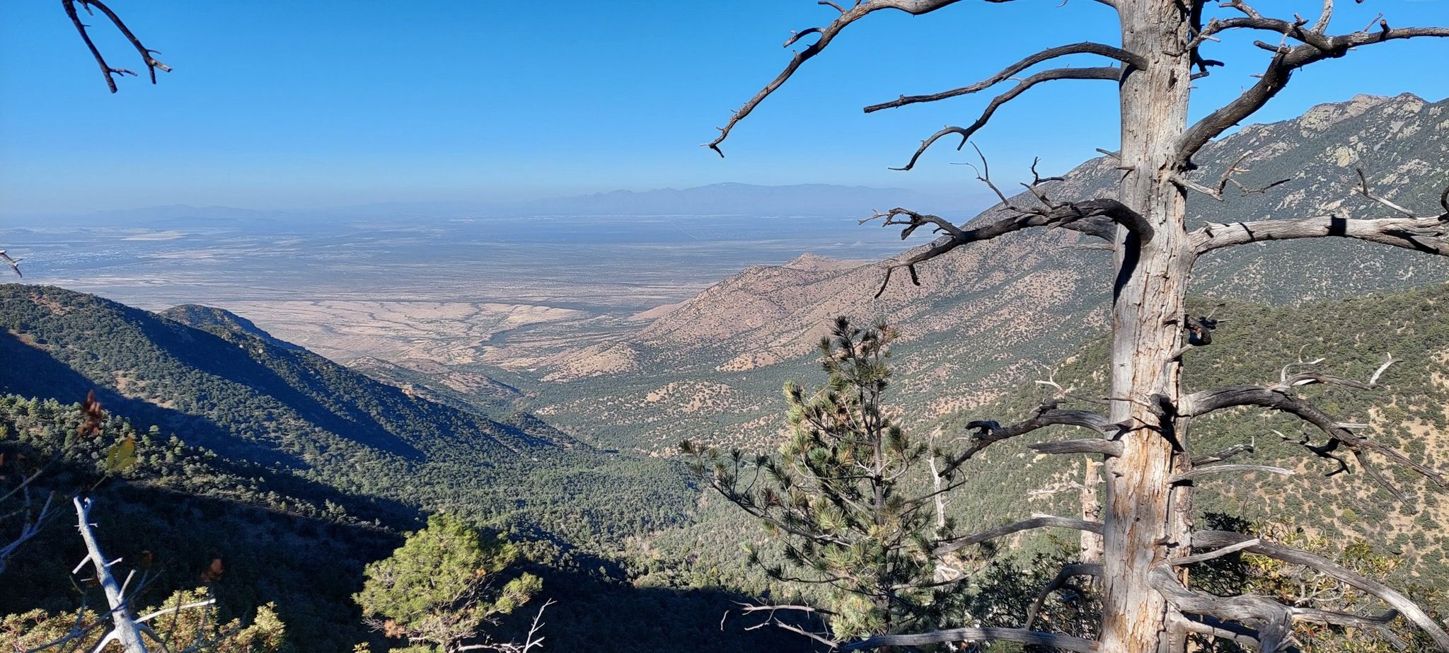 A dead tree frames a vast valley and distant mountains under clear blue sky. - Vault Mine, Agua Caliente, Super Trail Loop