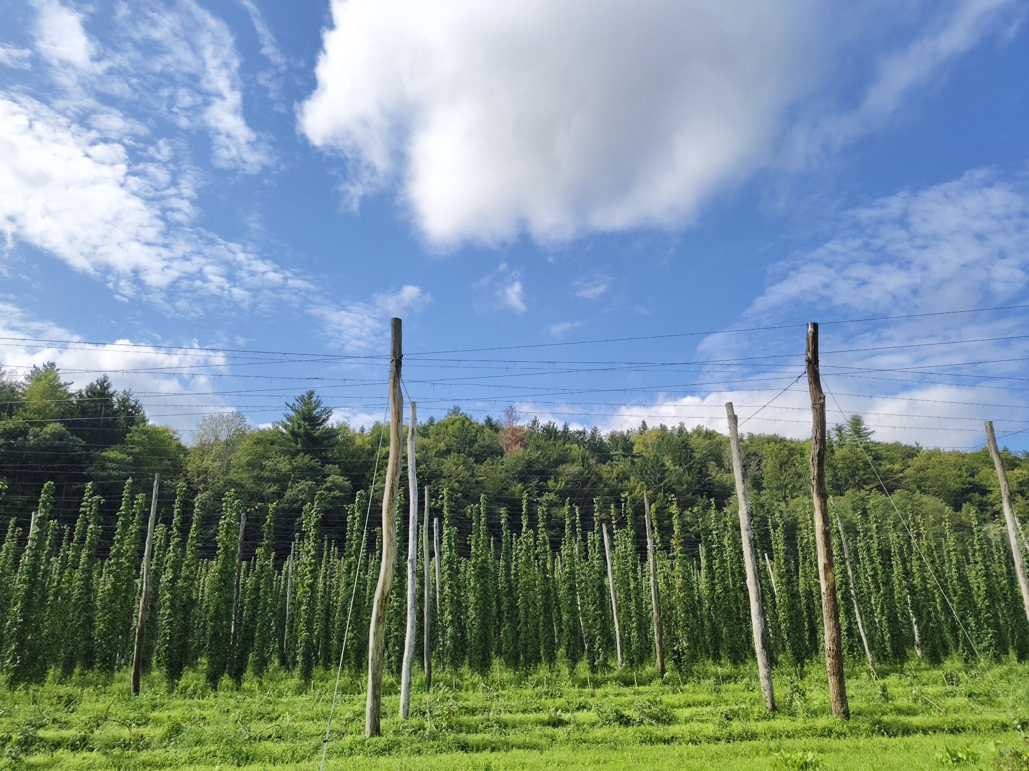 auch Hopfen gibt's in der Südsteiermark