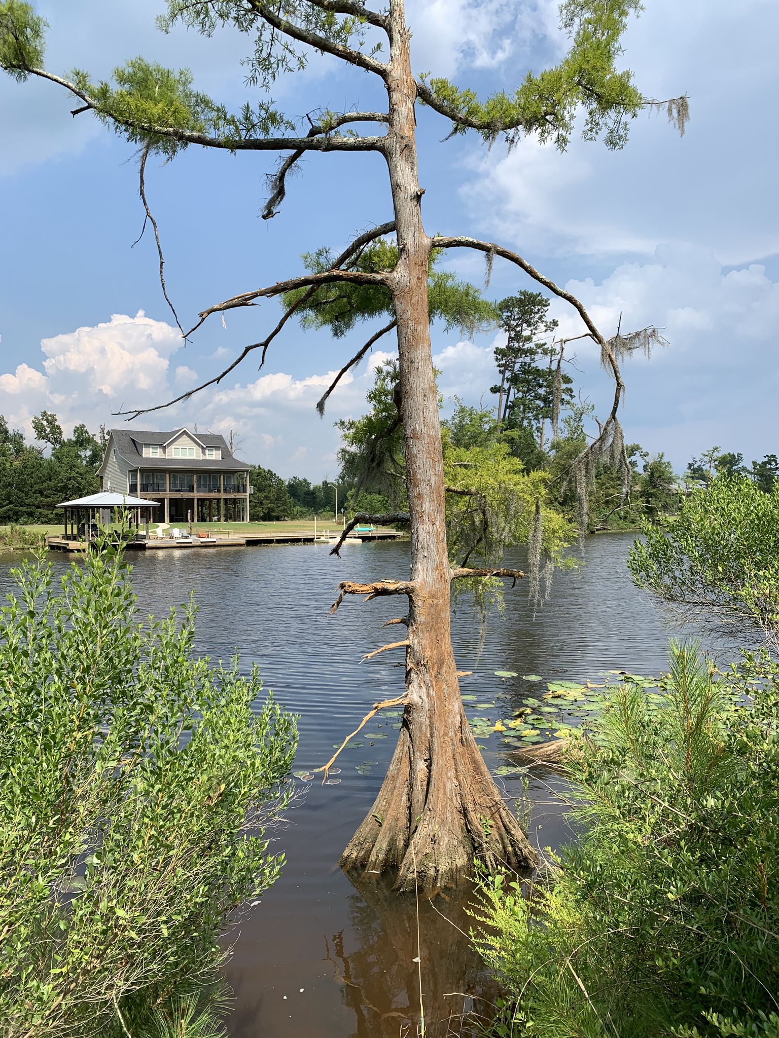 A tall cypress tree stands in calm water, with a house in the background. - Yellow, Blue, & Orange Trails Loop