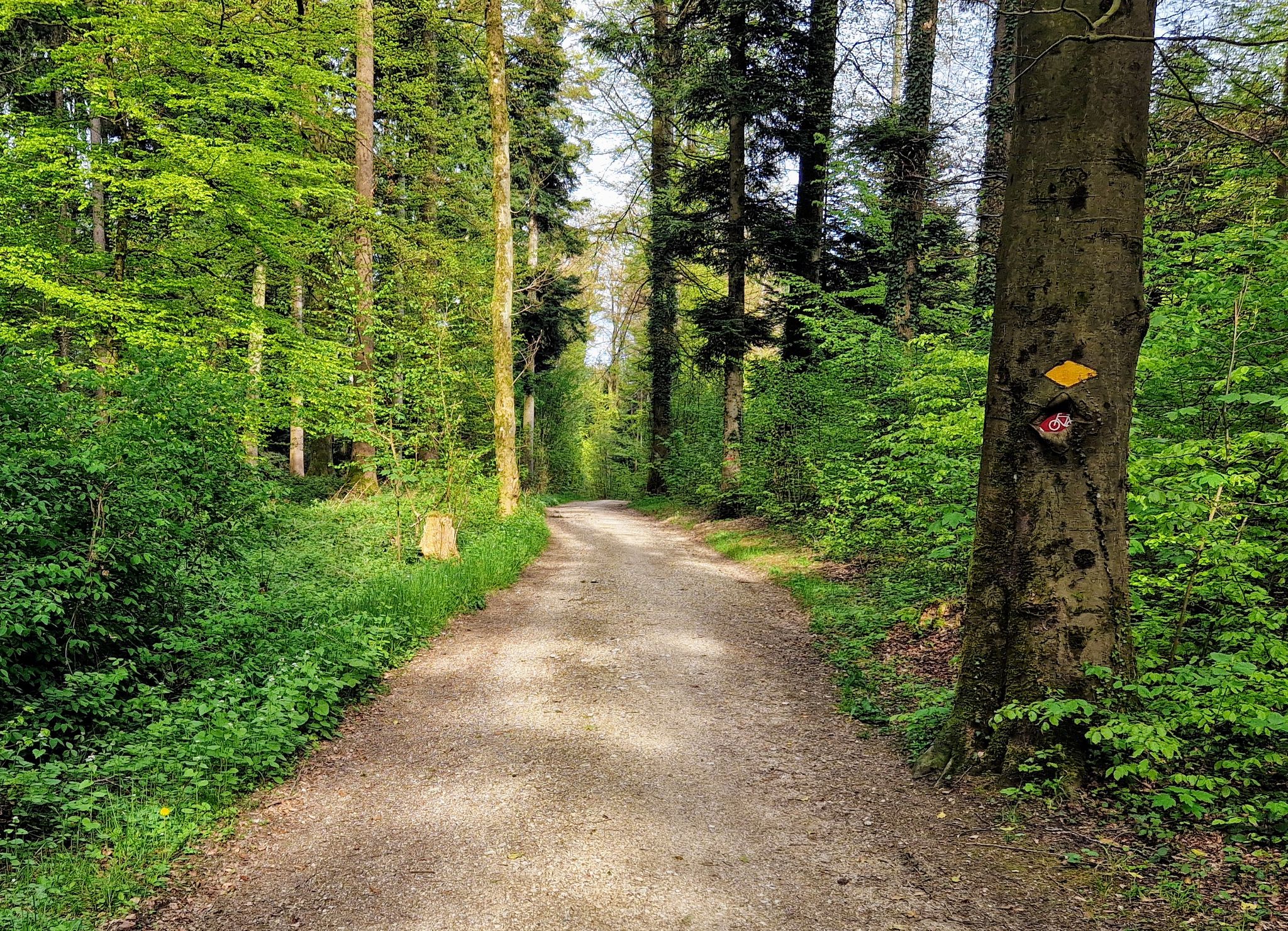 vor Erlinsbach