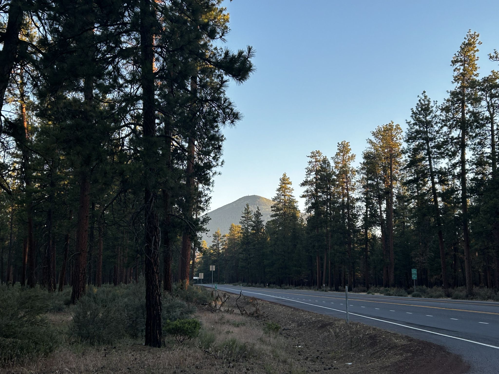 A road winding through a pine forest with a distant mountain peak at dawn. - Sisters Scenic Bikeway Loop