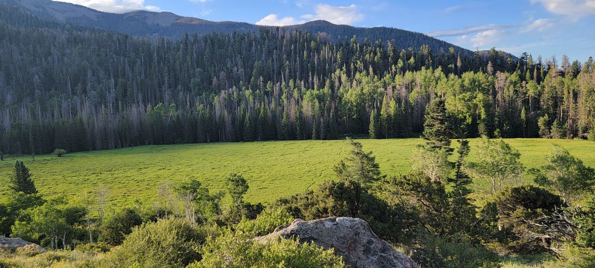 Lush green meadow surrounded by dense forest and mountains under blue sky. - Kit Carson Mountain & Challenger Point via Willow Lake