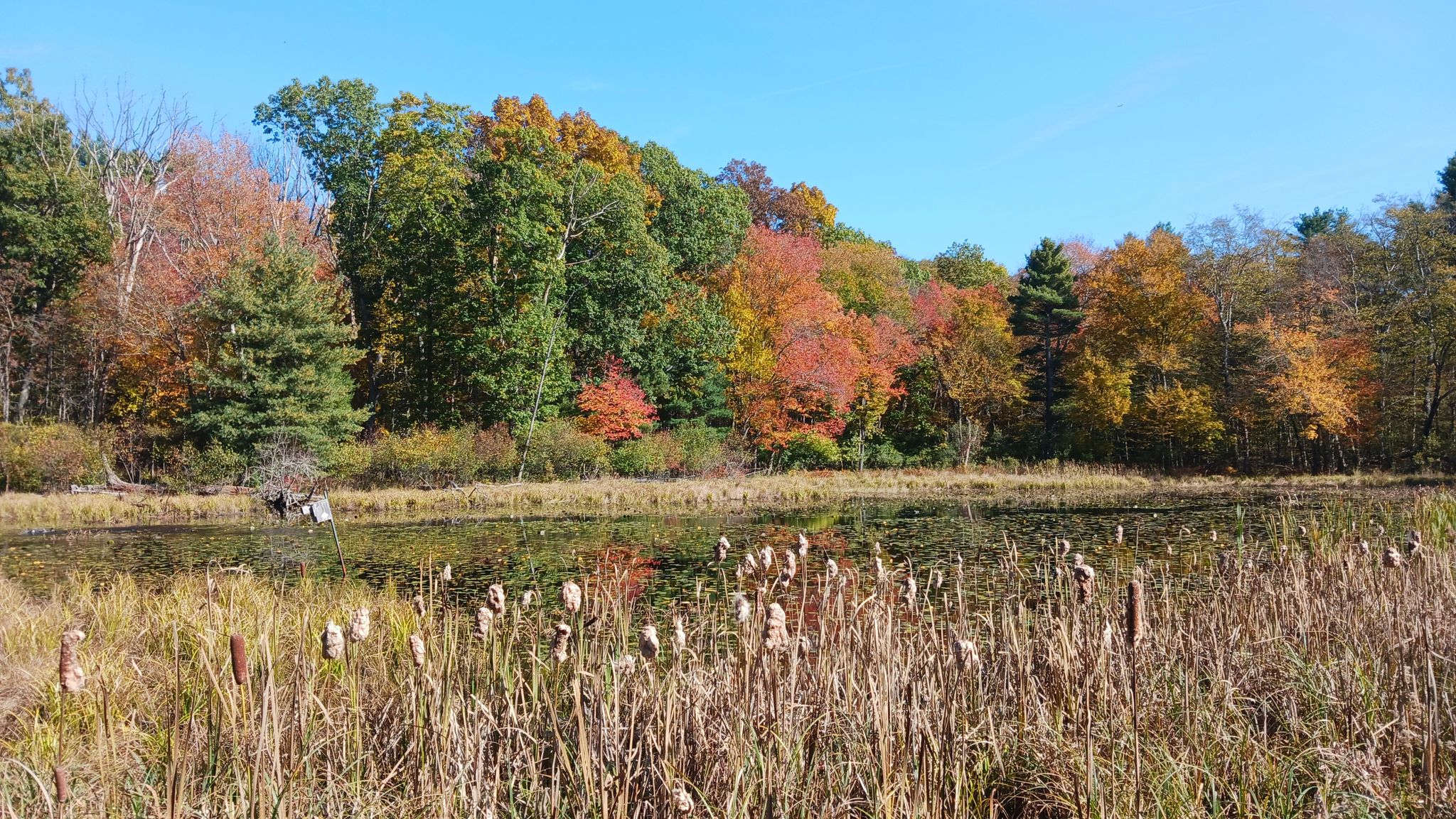Pond with cattails and vibrant autumn trees under a clear sky. - Willowdale Meadow – Topsfield Linear Common loop from Ipswich