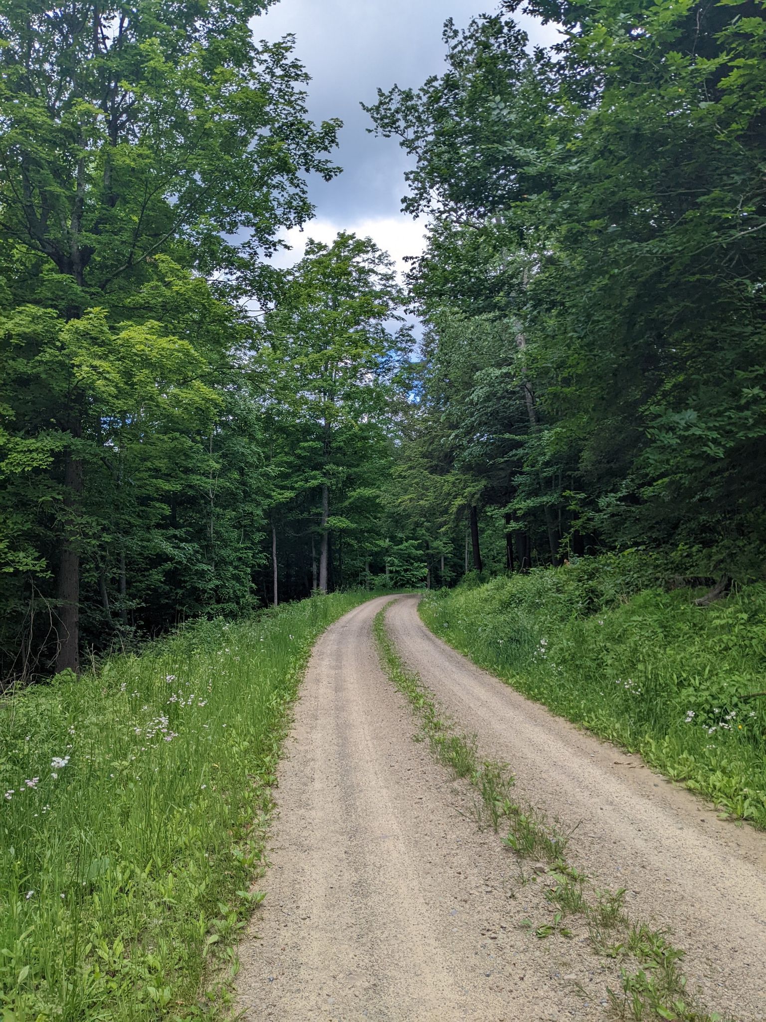 A sunlit, curving dirt road surrounded by lush green forest. - Coal Mine Road gravel loop