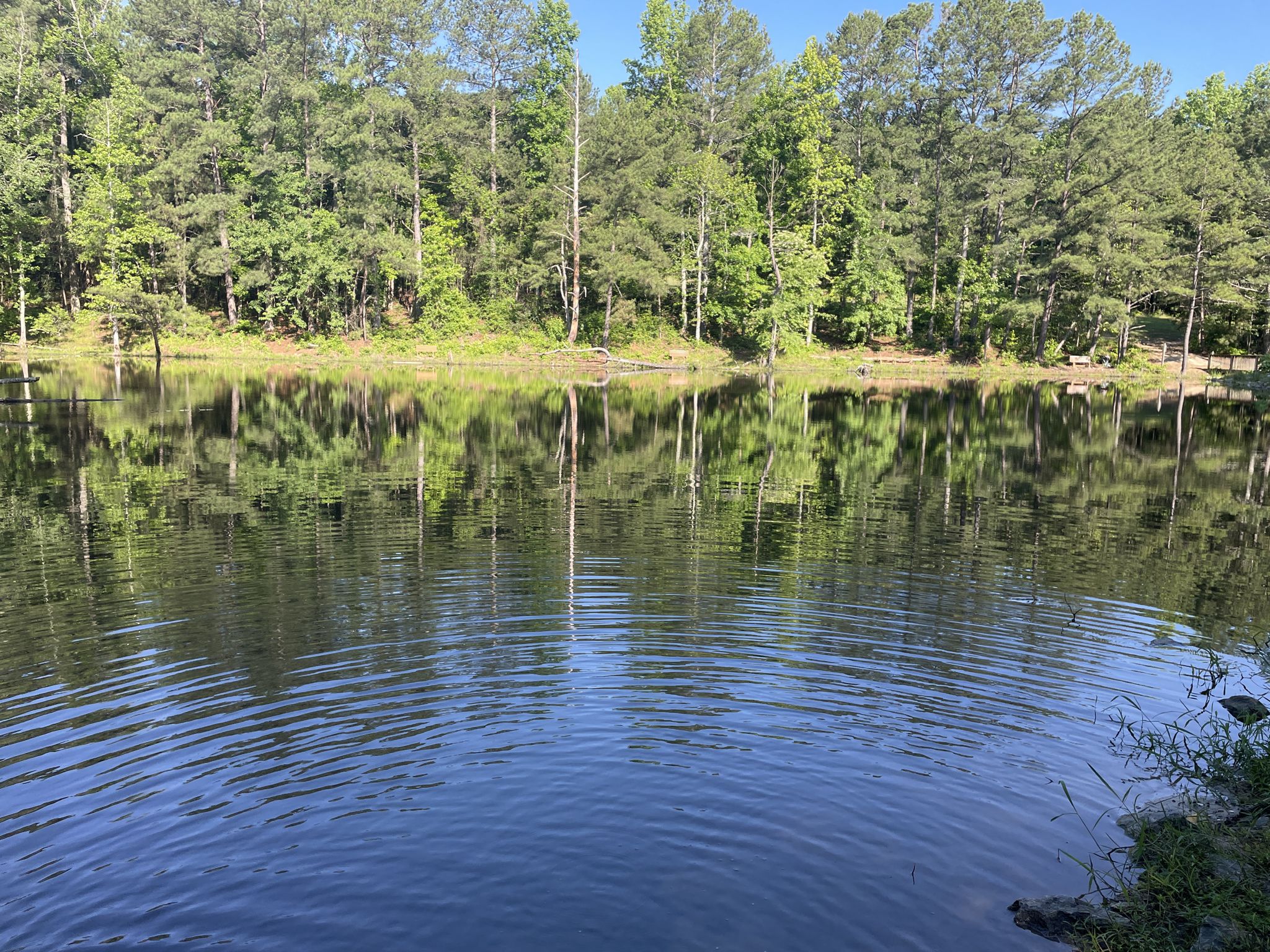 Calm lake reflecting a dense green forest under bright sunlight. - Cherokee Bluffs Bear Paw, Deer Tracks, and Perimeter Trail