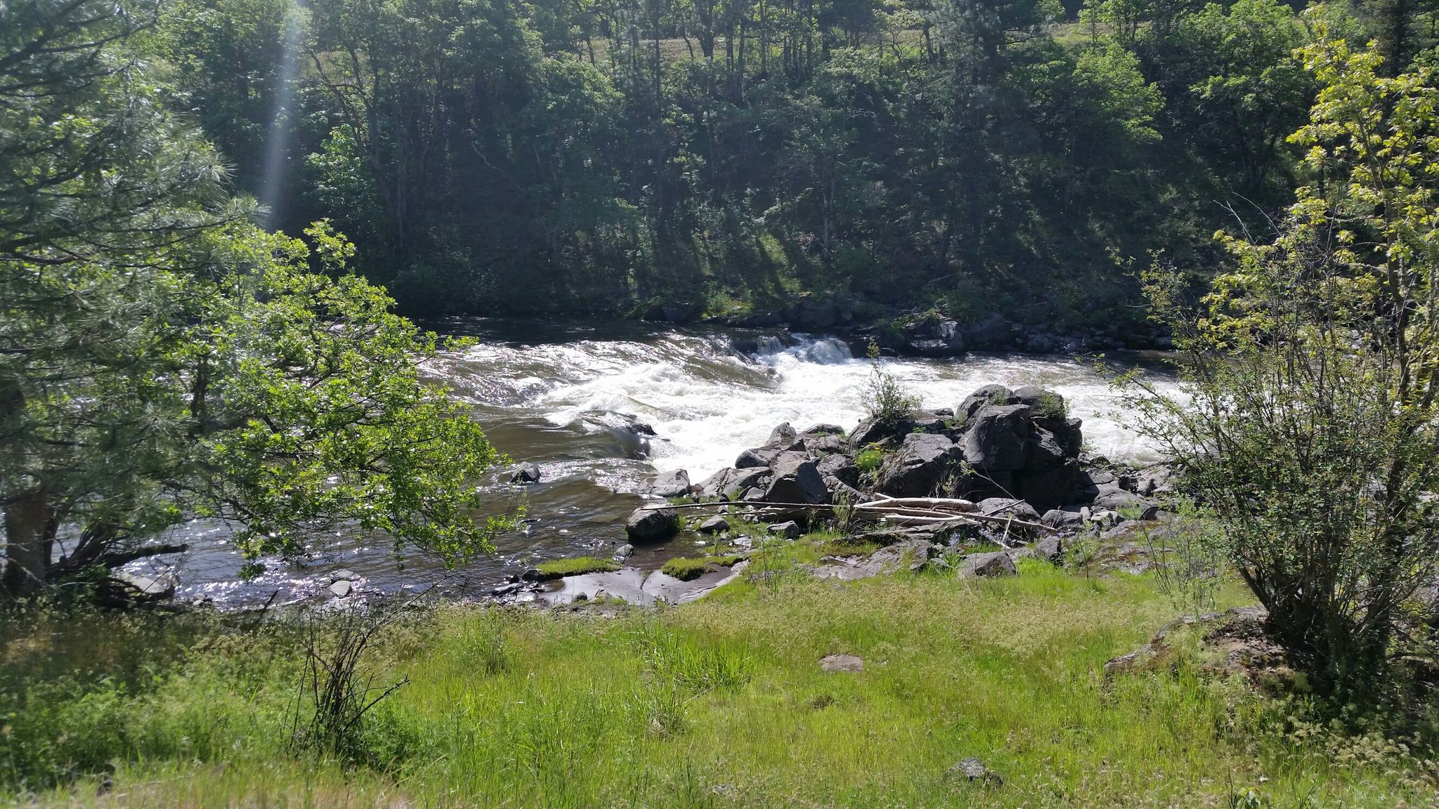 Rushing river with rapids, rocks, and green trees on a sunny day. - Klickitat Trail