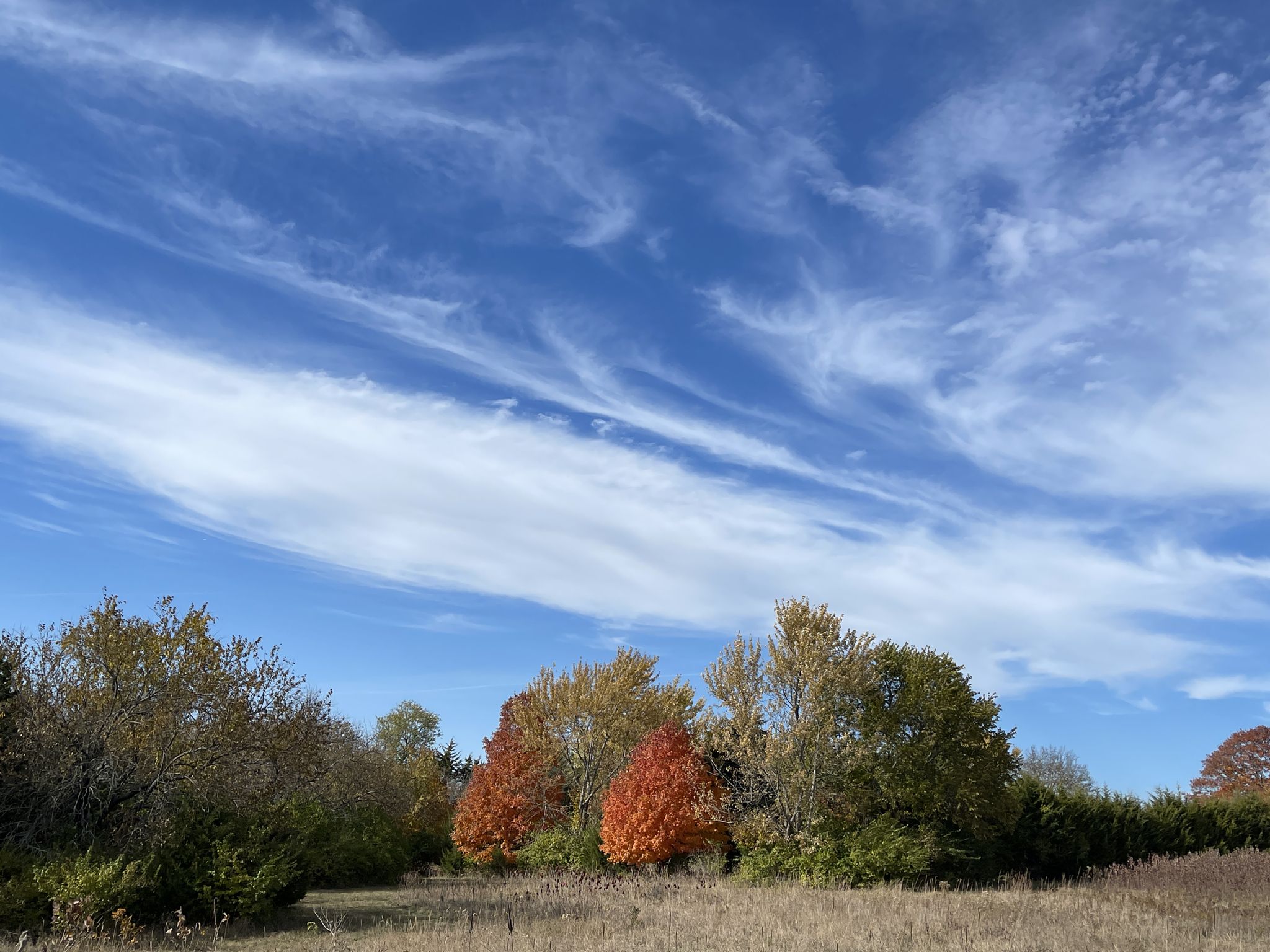 Vibrant autumn trees under a bright blue sky with wispy clouds. - Prairie Center Pond loop from First Assembly of God Church